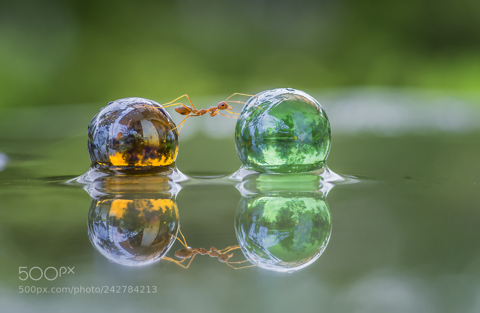 Nikon D800 sample photo. Ant, dew, water, reflection photography