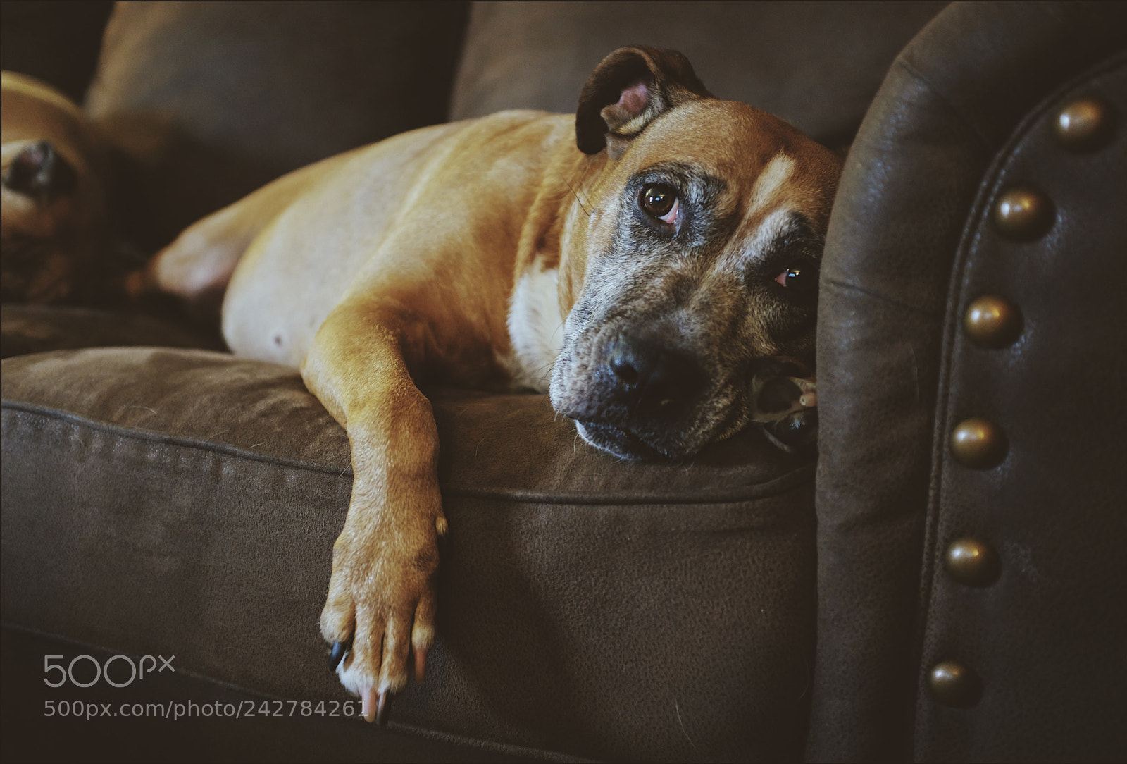 Fujifilm X100F sample photo. Lazy dog photography