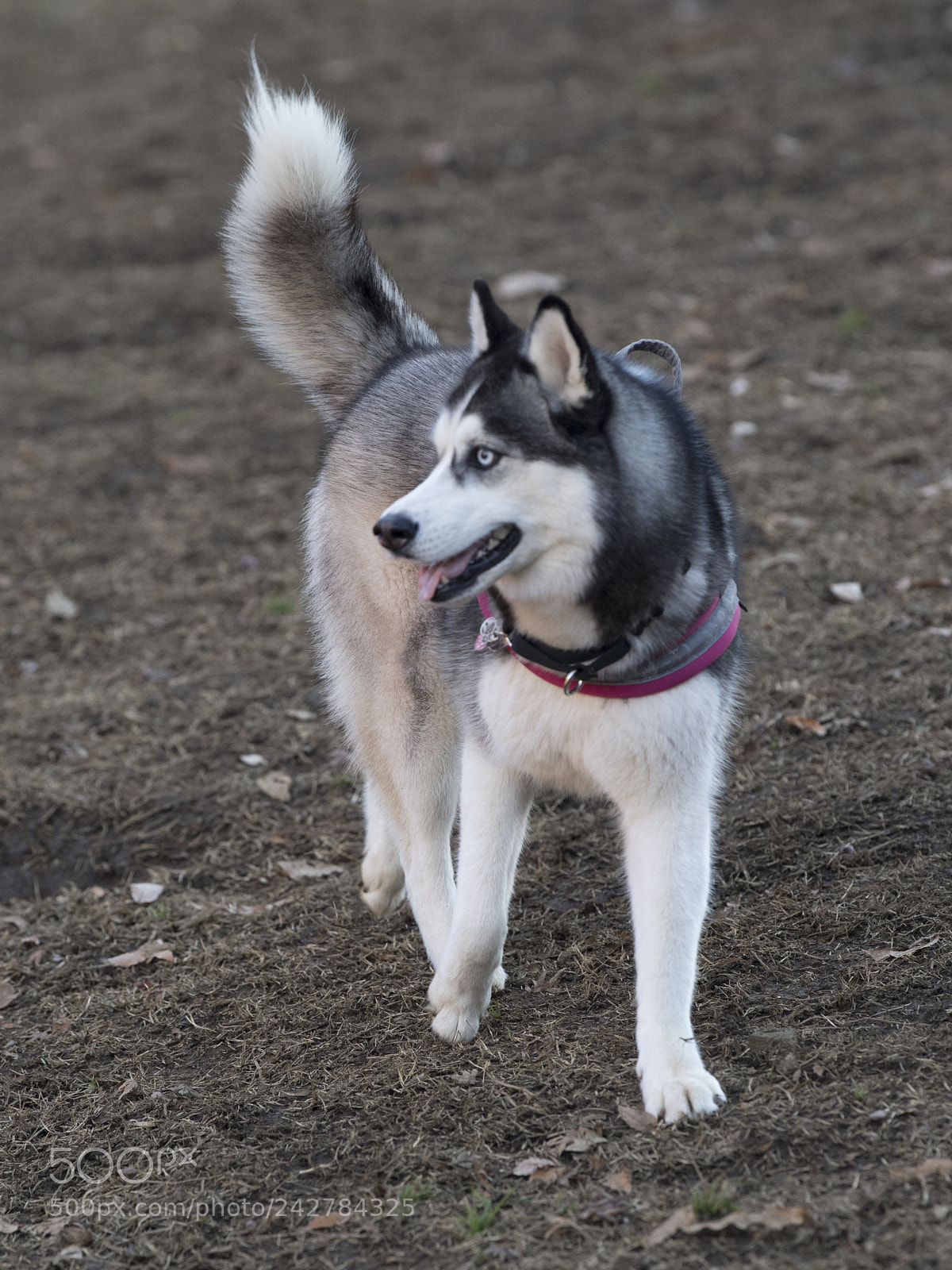 Nikon D5 sample photo. Husky queen photography