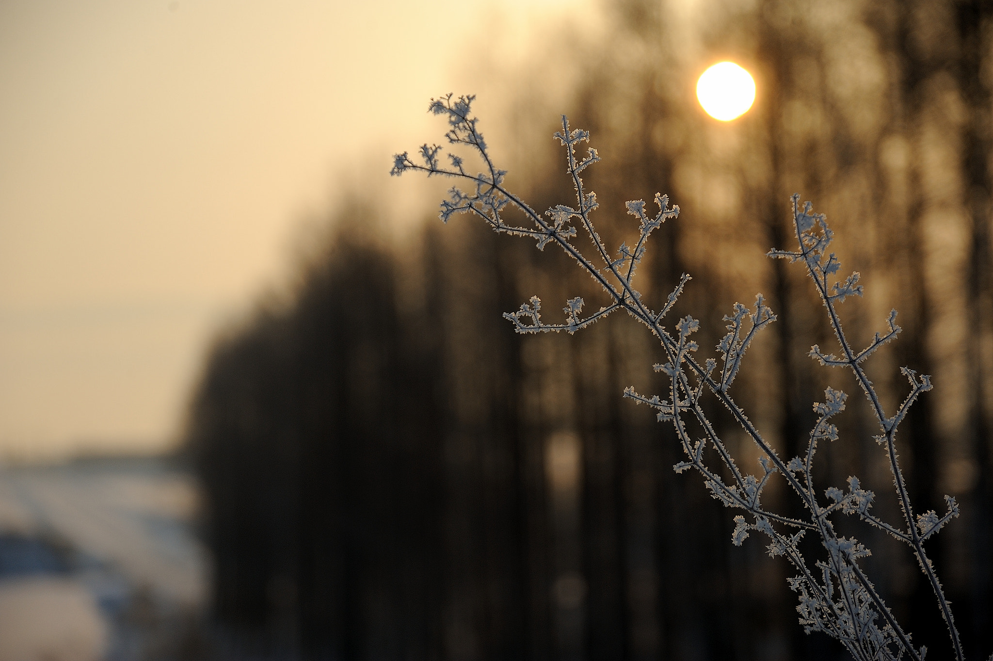 Nikon D700 sample photo. Frosty photography
