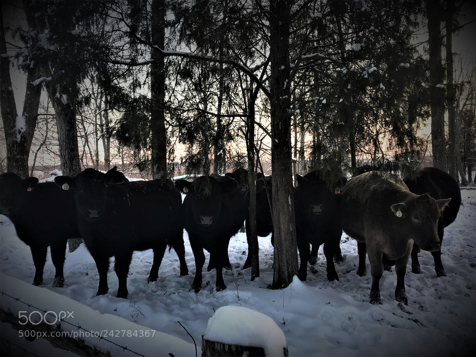 Apple iPhone 7 sample photo. Cattle in snow photography