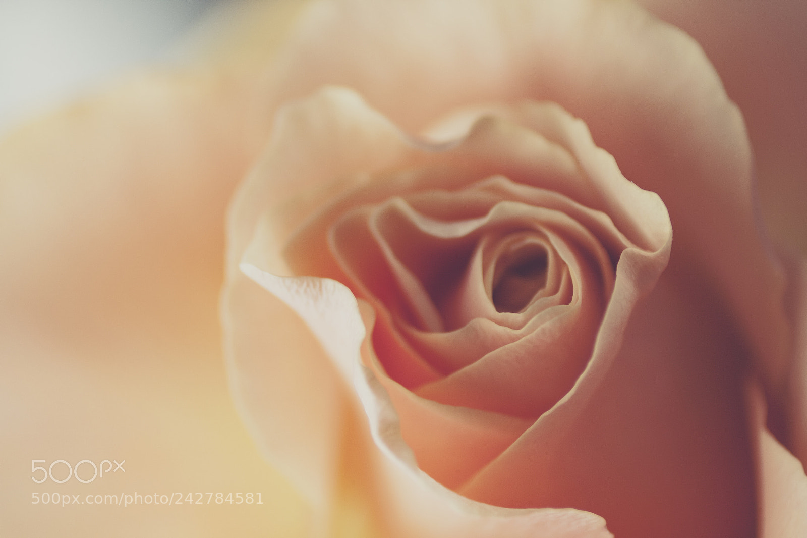 Canon EOS 40D sample photo. Rose photography
