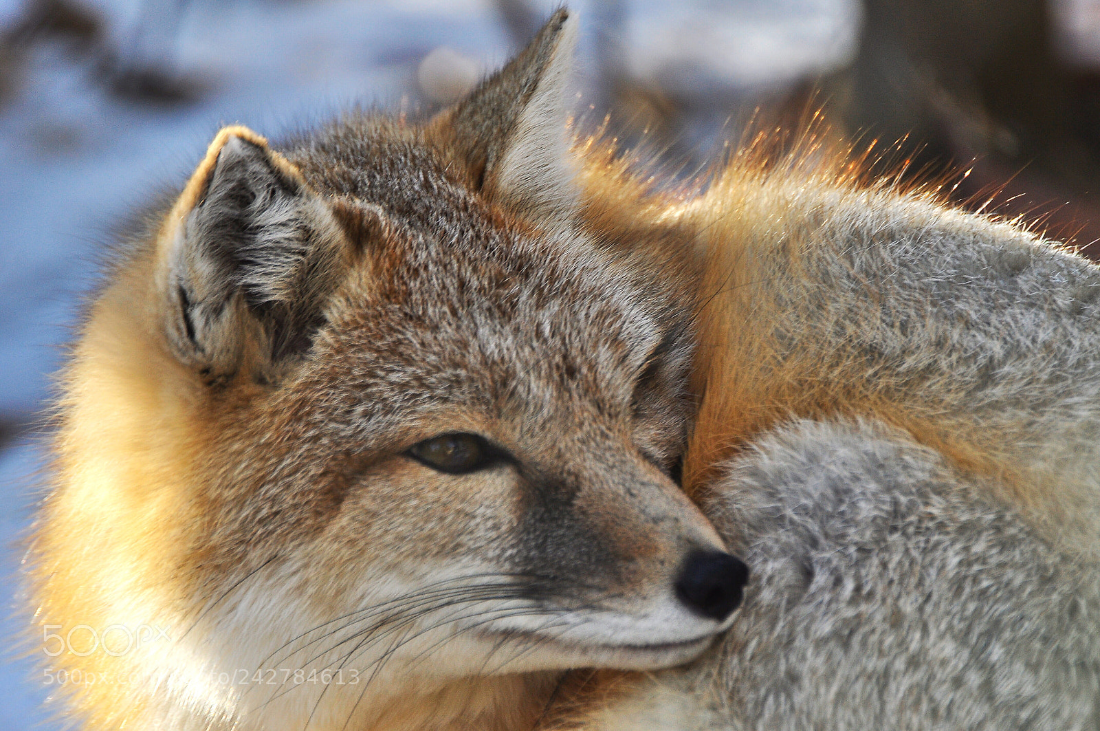 Nikon D90 sample photo. Fox photography