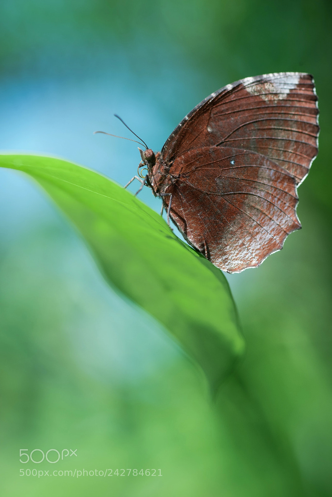 Nikon D810 sample photo. Palm-fly butterfly photography