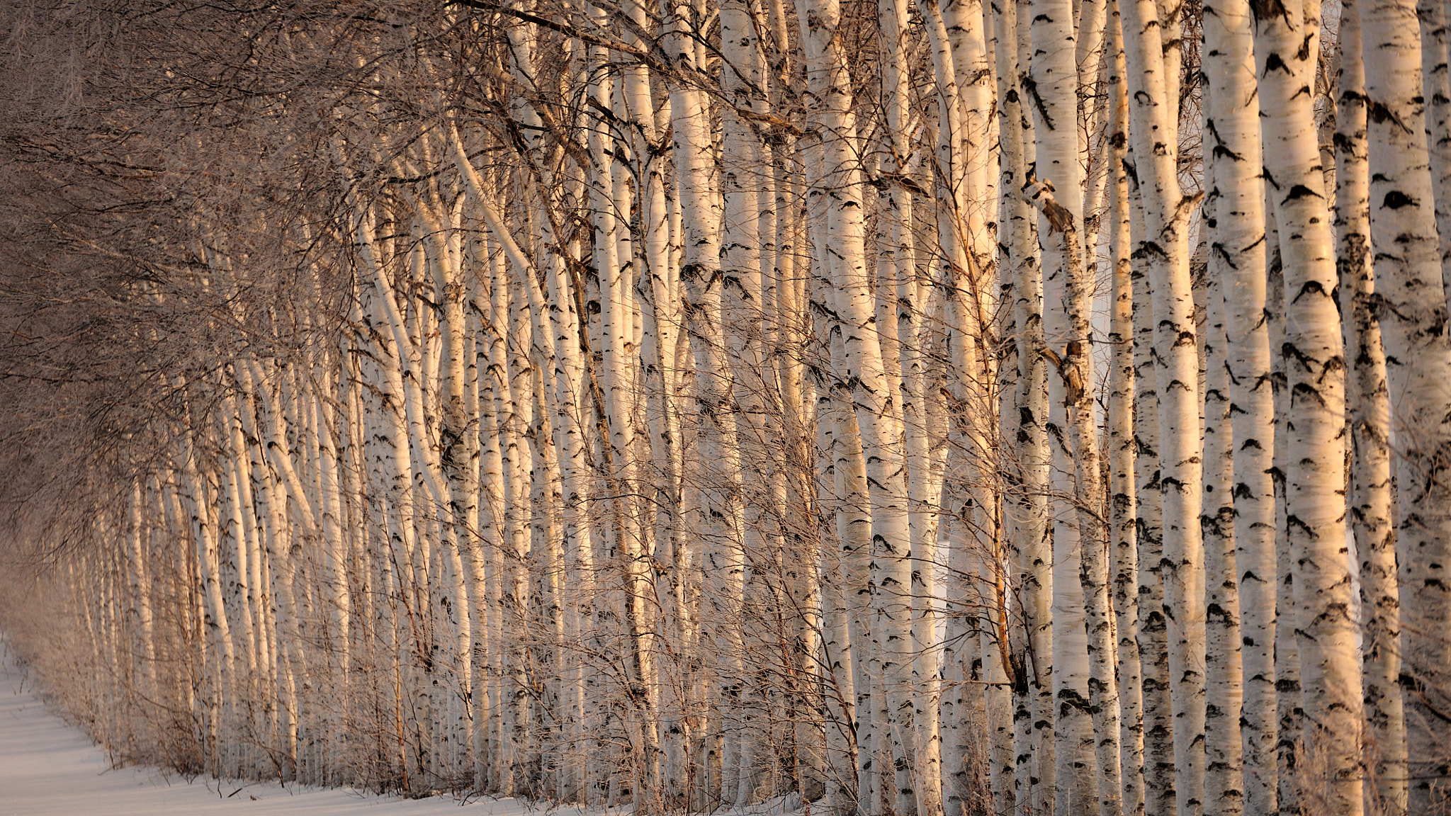 Nikon D700 sample photo. Lined up photography