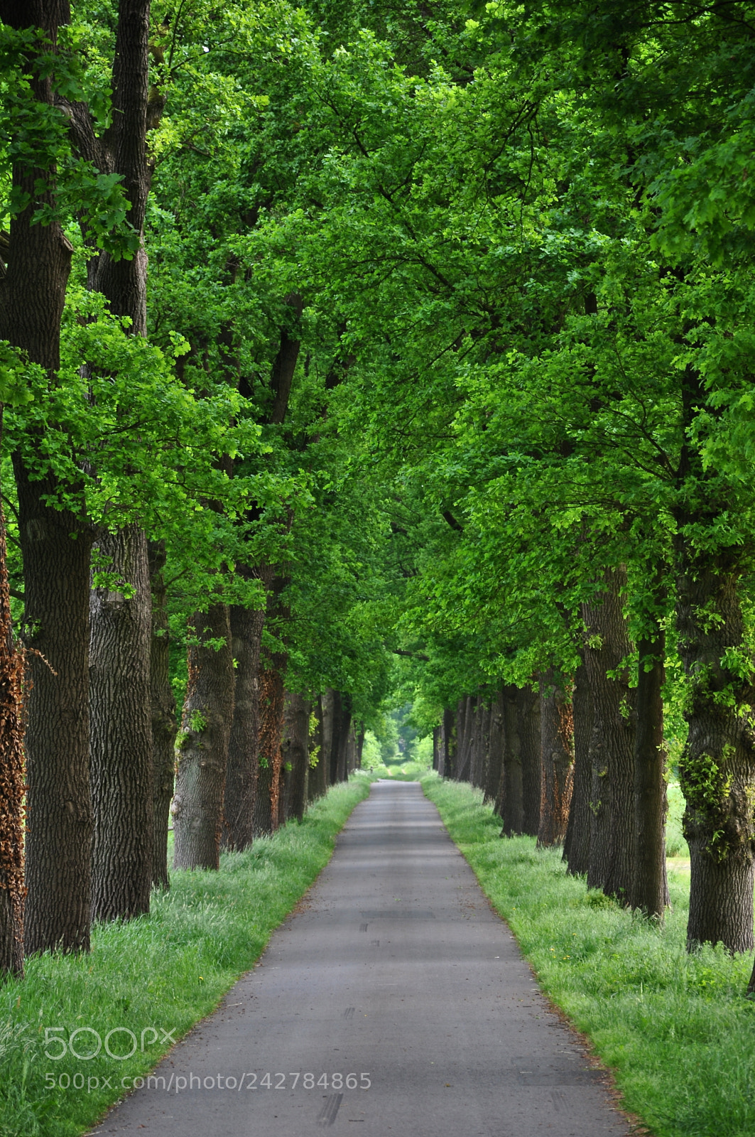 Nikon D90 sample photo. The avenue to the photography