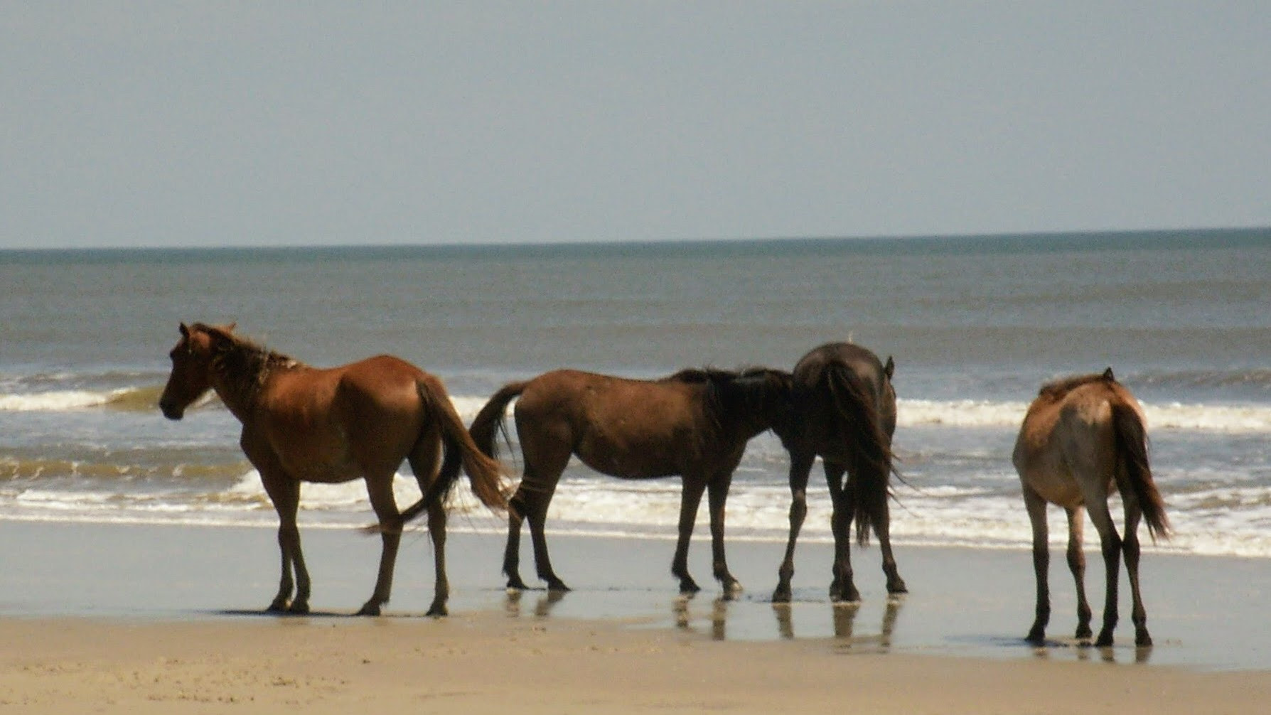 KONICA MINOLTA DiMAGE X1 sample photo. Wild horses on the beach. photography