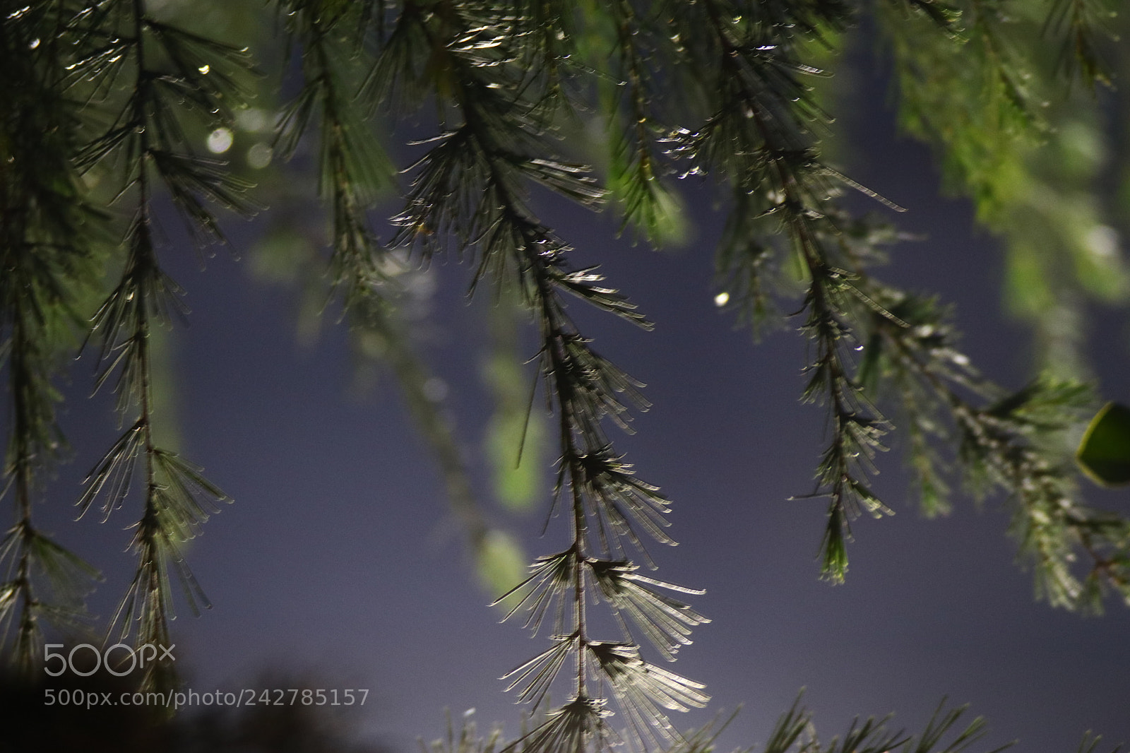 Tamron SP 150-600mm F5-6.3 Di VC USD sample photo. Pine needles in the photography