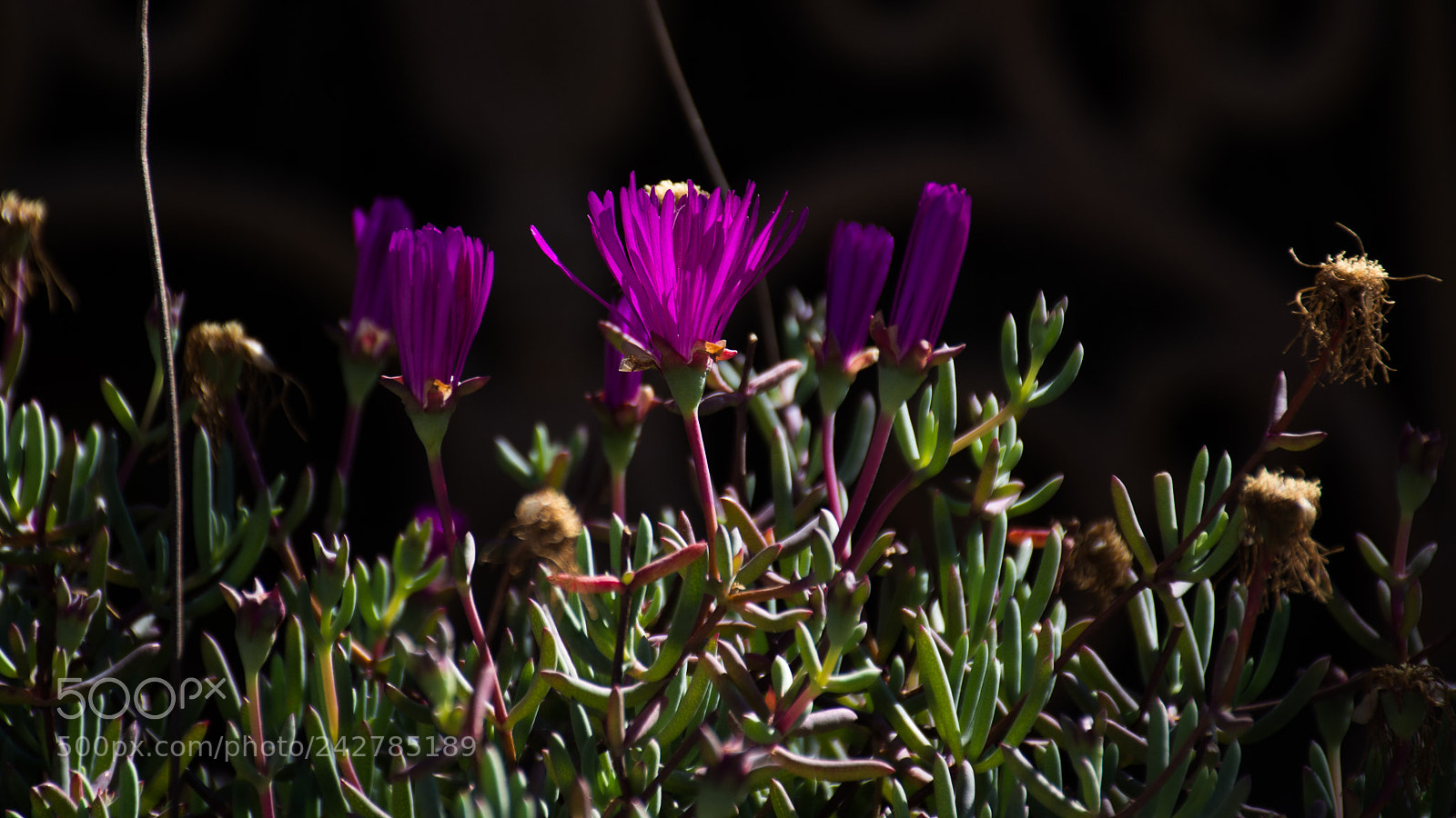 Nikon D7100 sample photo. Violet desert flowers. photography