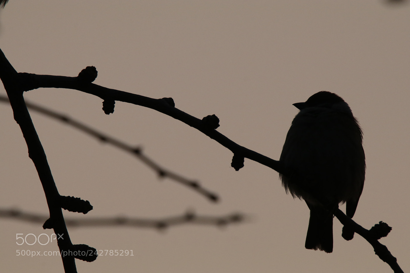 Tamron SP 150-600mm F5-6.3 Di VC USD sample photo. 晨之雀 photography