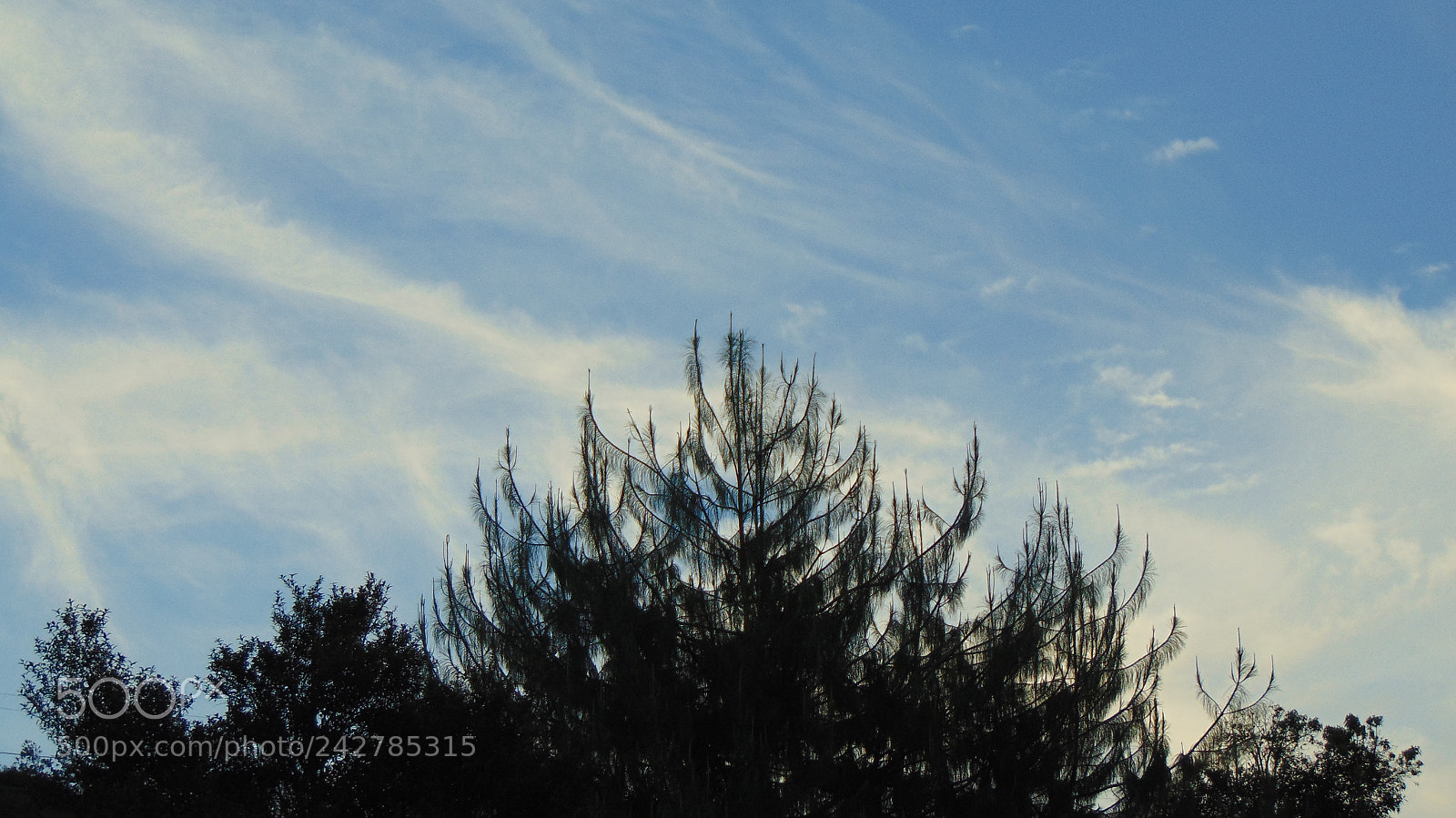 Sony Cyber-shot DSC-H300 sample photo. Natural lace photography