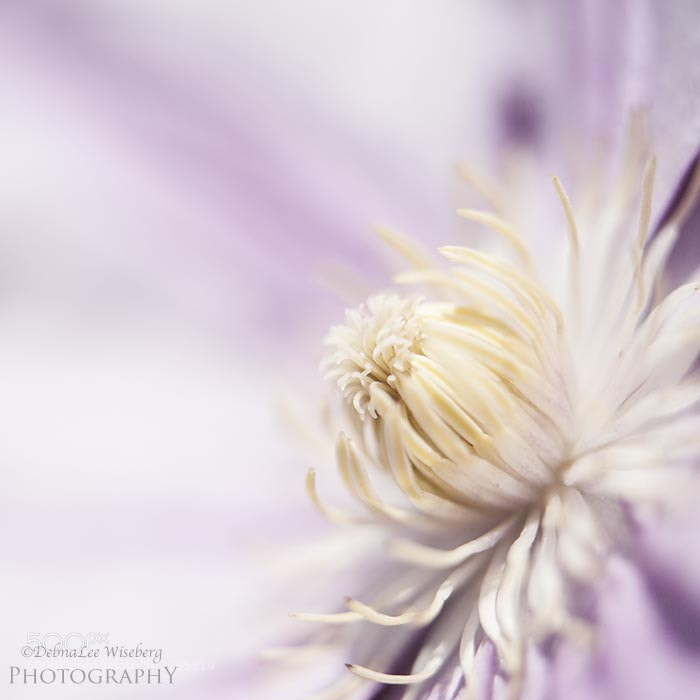 Nikon D700 sample photo. Angel of the morning photography