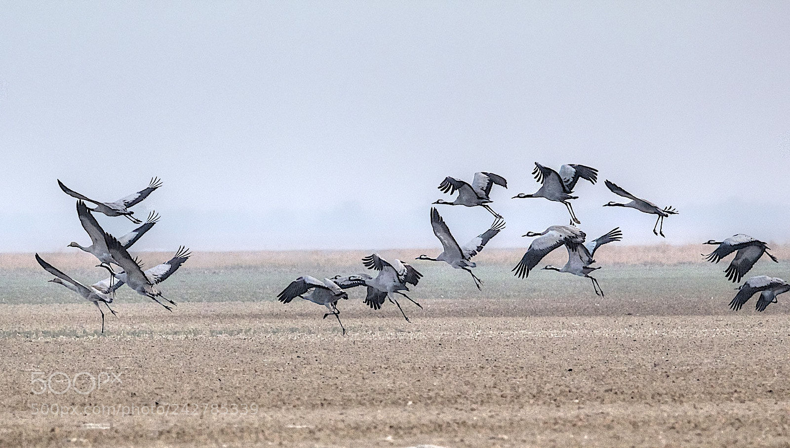 Canon EOS 550D (EOS Rebel T2i / EOS Kiss X4) sample photo. Cranes.. photography