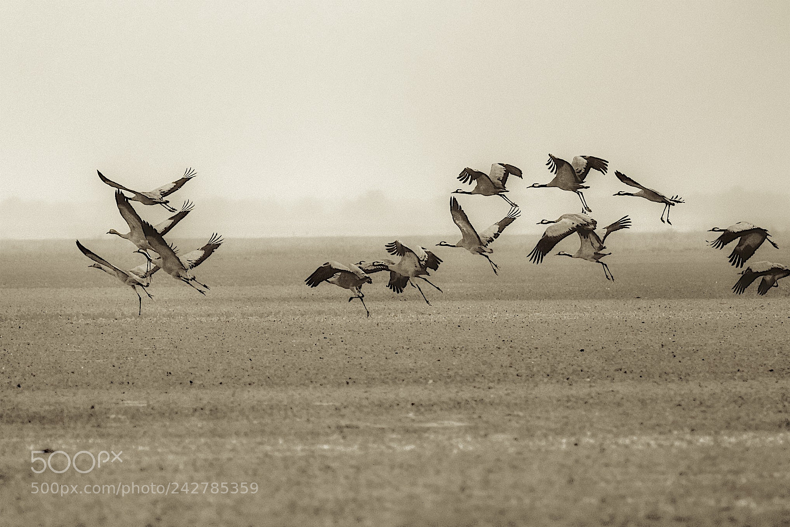 Canon EOS 550D (EOS Rebel T2i / EOS Kiss X4) sample photo. Cranes.. photography