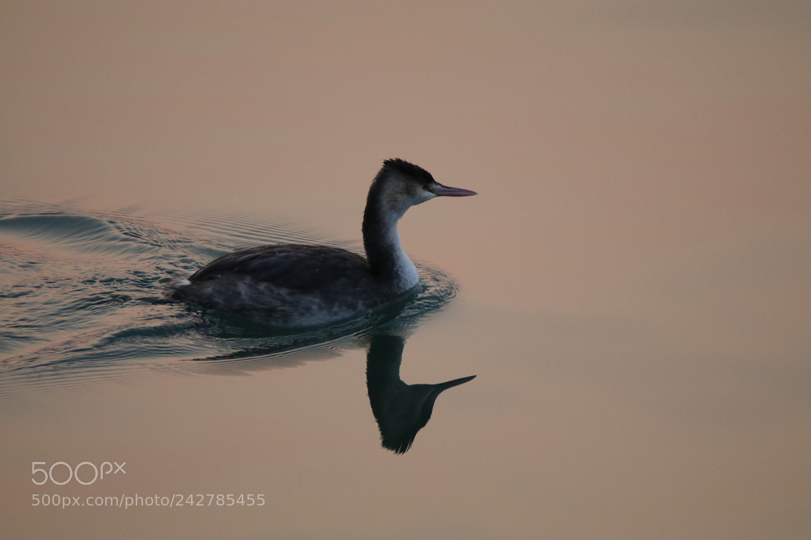 Tamron SP 150-600mm F5-6.3 Di VC USD sample photo. Waterfowl cruising on the photography