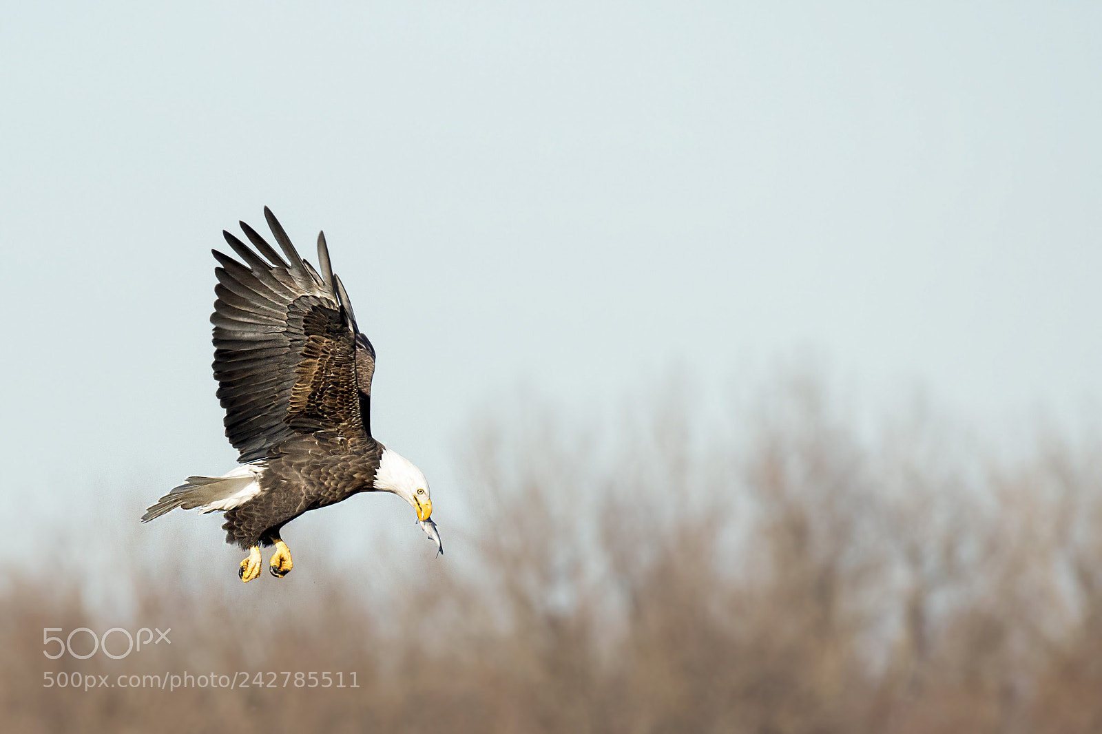 Canon EOS 7D Mark II sample photo. Bald eagle with fish photography