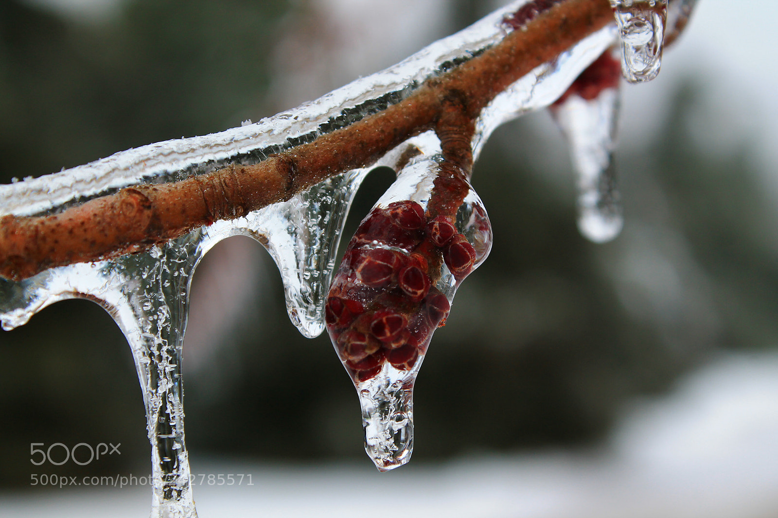 Canon EOS 1100D (EOS Rebel T3 / EOS Kiss X50) sample photo. Frozen photography