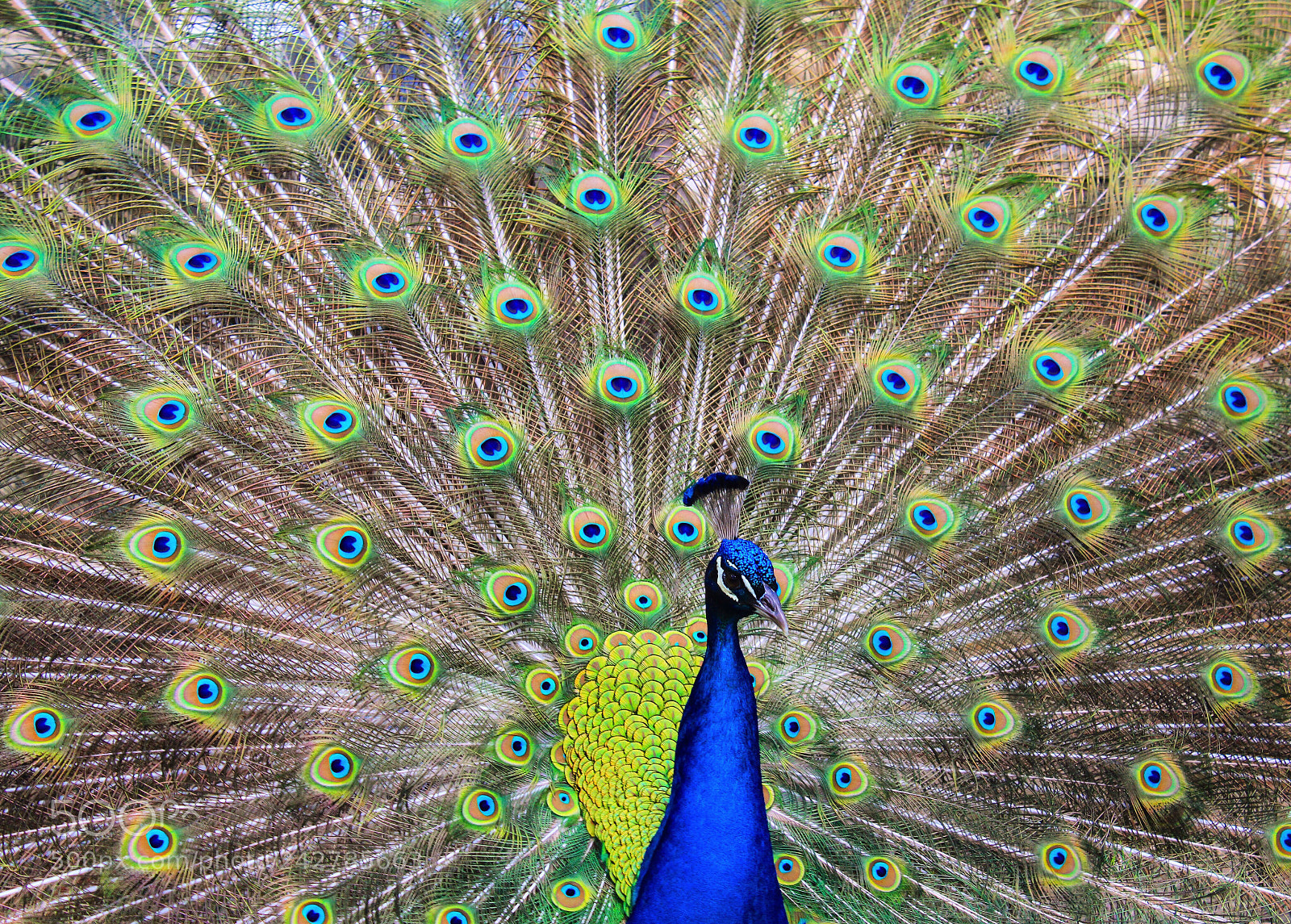 Canon EOS 60D sample photo. Peacock photography