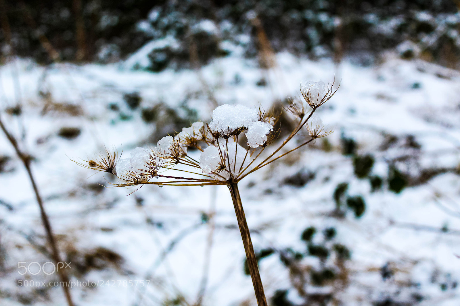 Canon EOS 1300D (EOS Rebel T6 / EOS Kiss X80) sample photo. Snow in bud photography