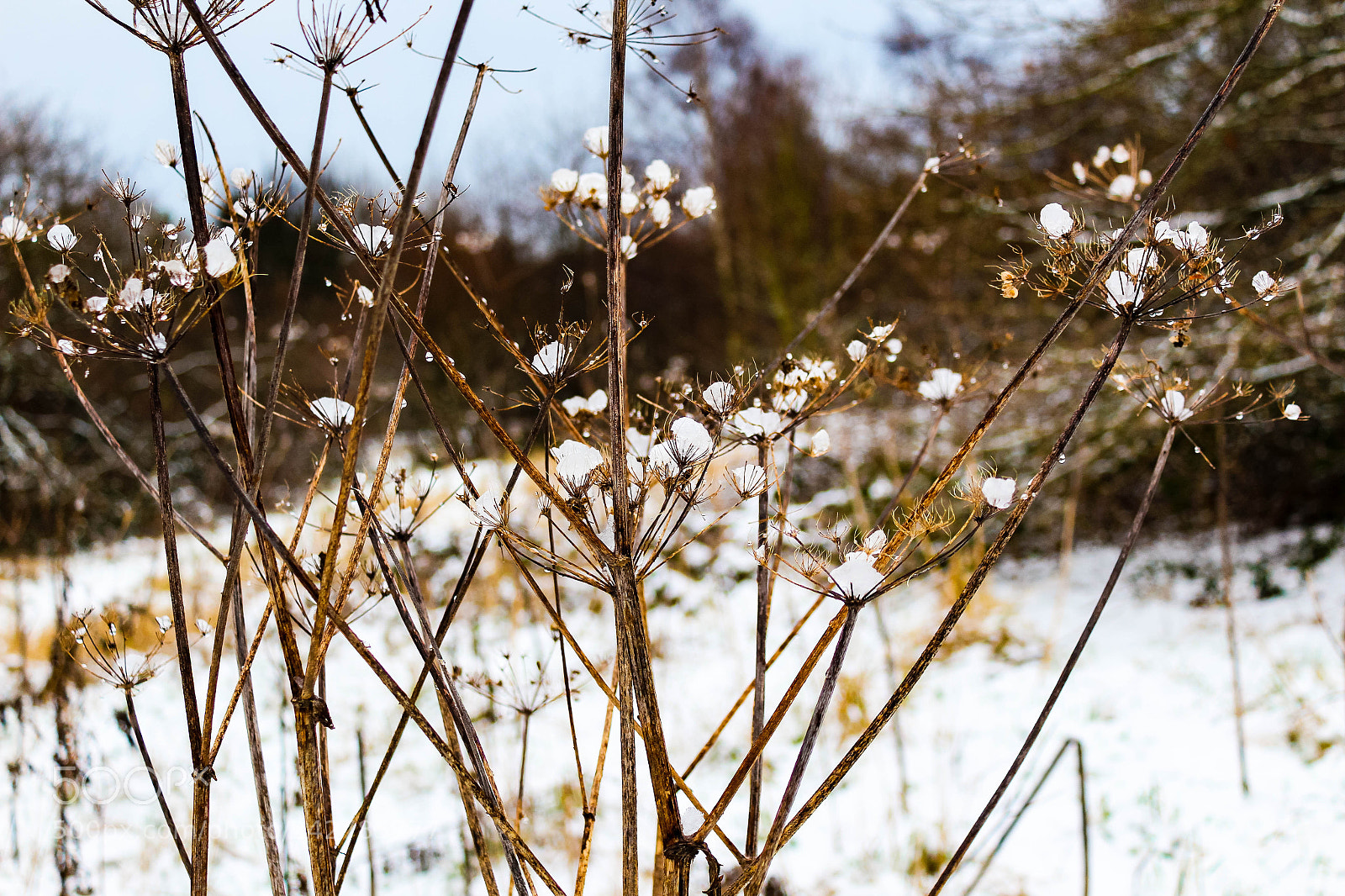 Canon EOS 1300D (EOS Rebel T6 / EOS Kiss X80) sample photo. Snow in the woods photography