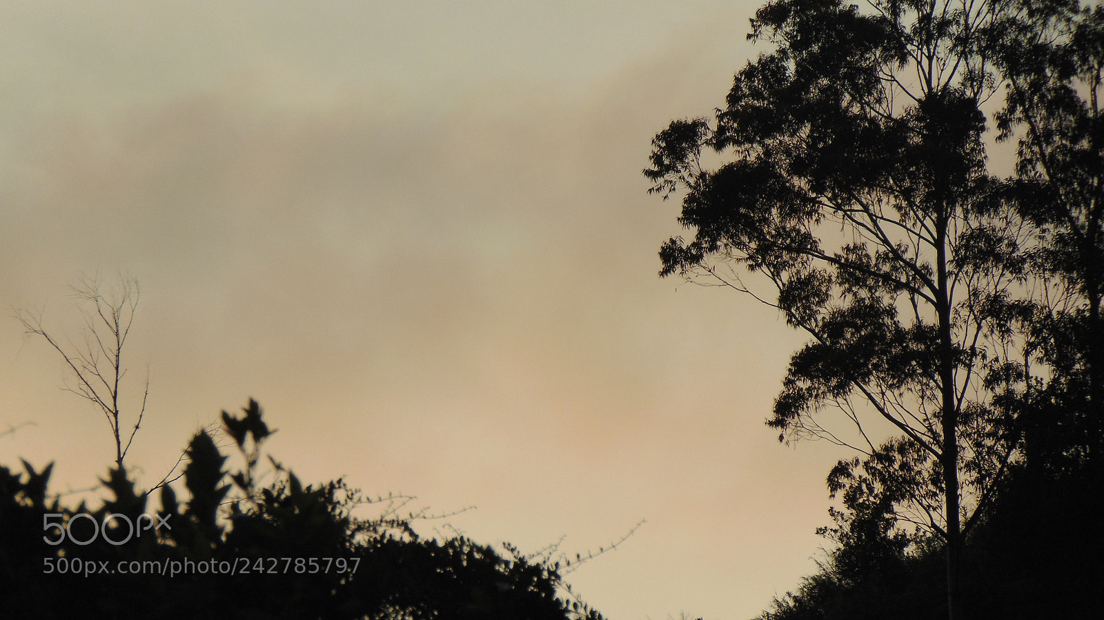 Sony Cyber-shot DSC-H300 sample photo. That tree photography