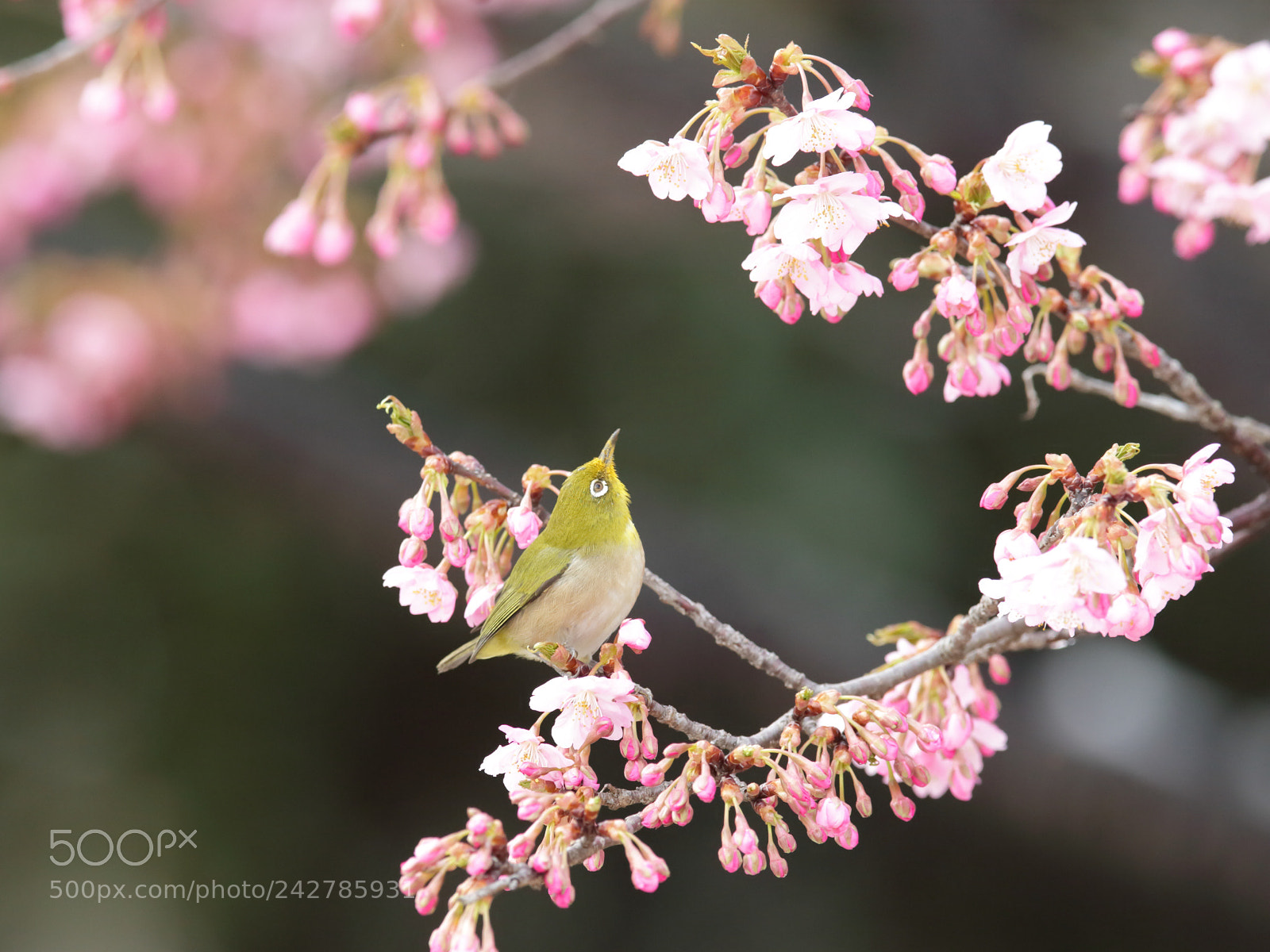 Canon EOS-1D X sample photo. メジロ japanese white-eye photography