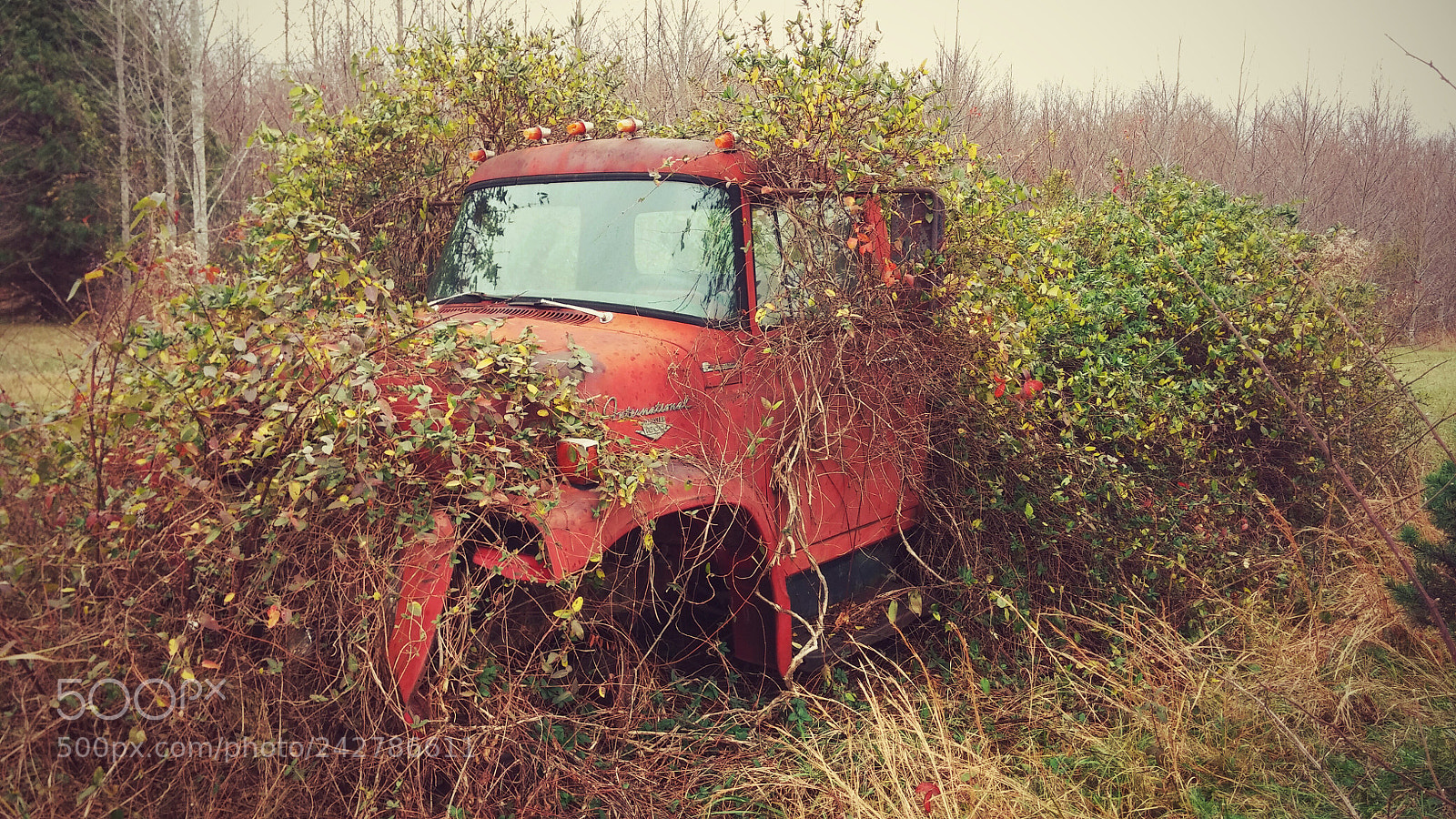 LG G2 sample photo. Secluded photography