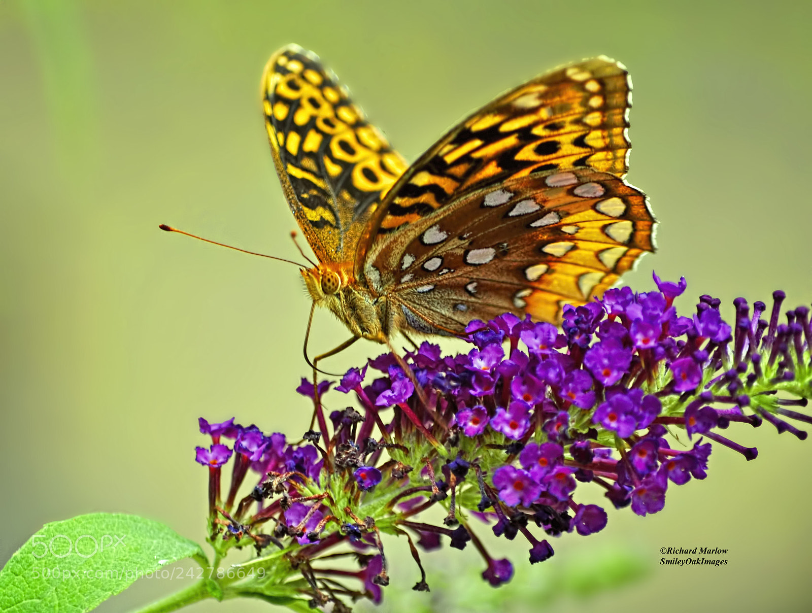 Nikon D5000 sample photo. Butterfly on butterfly bush photography