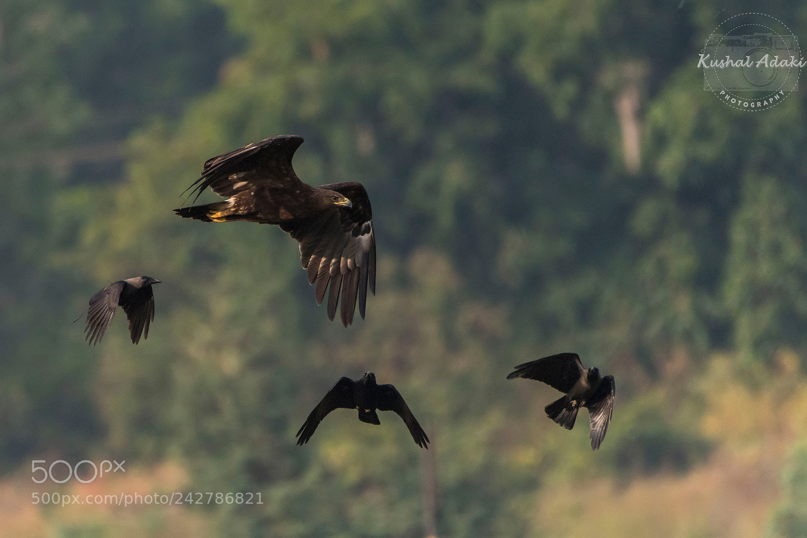 Nikon D500 sample photo. Greater spotted eagle mobbed photography