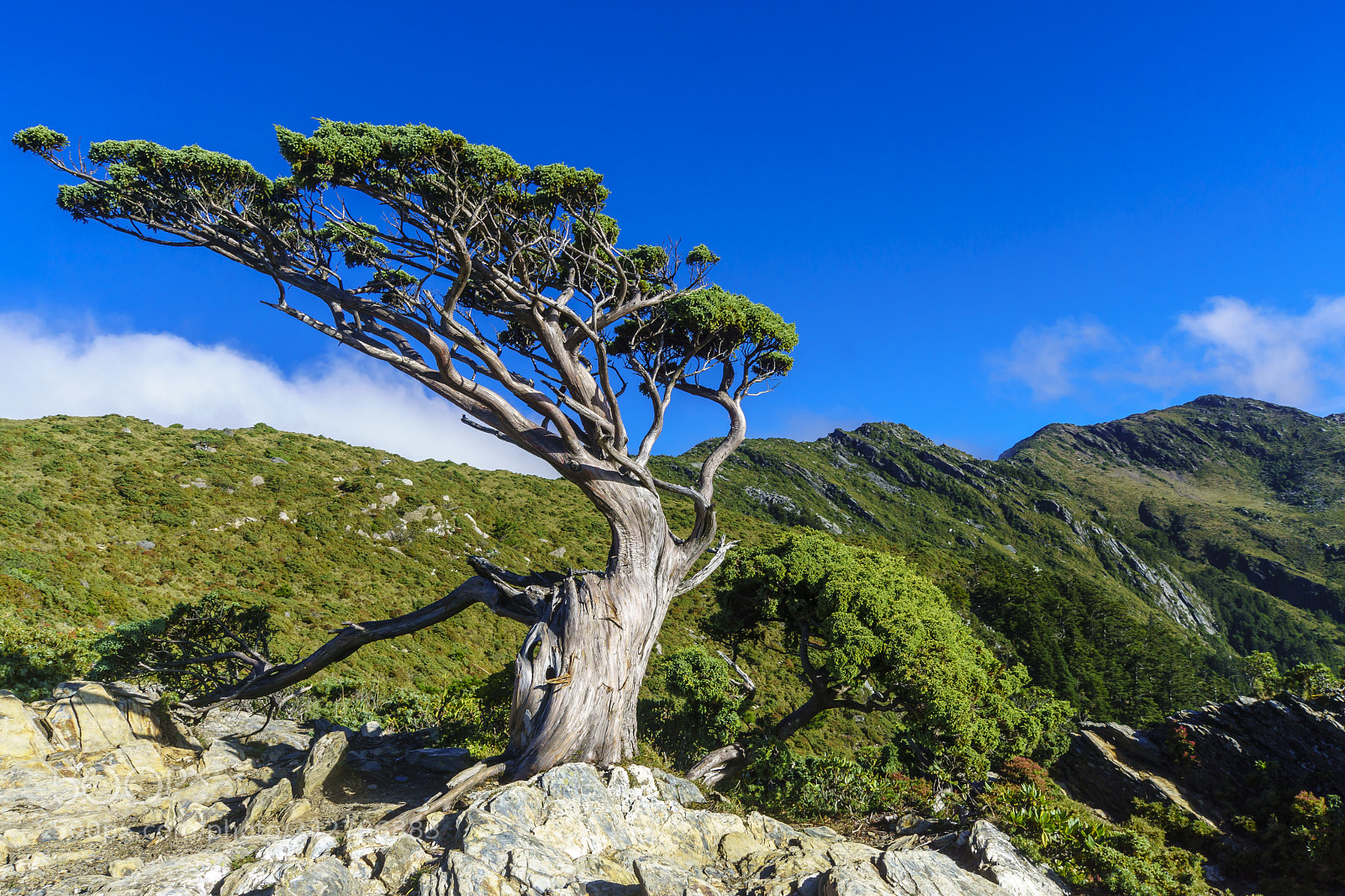 Sony ILCA-77M2 sample photo. 向陽名樹+向陽山 3602m photography