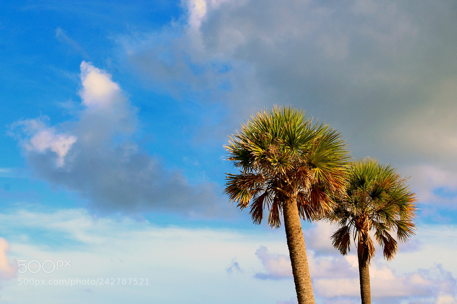 Canon EOS 1100D (EOS Rebel T3 / EOS Kiss X50) sample photo. Pair of palms photography