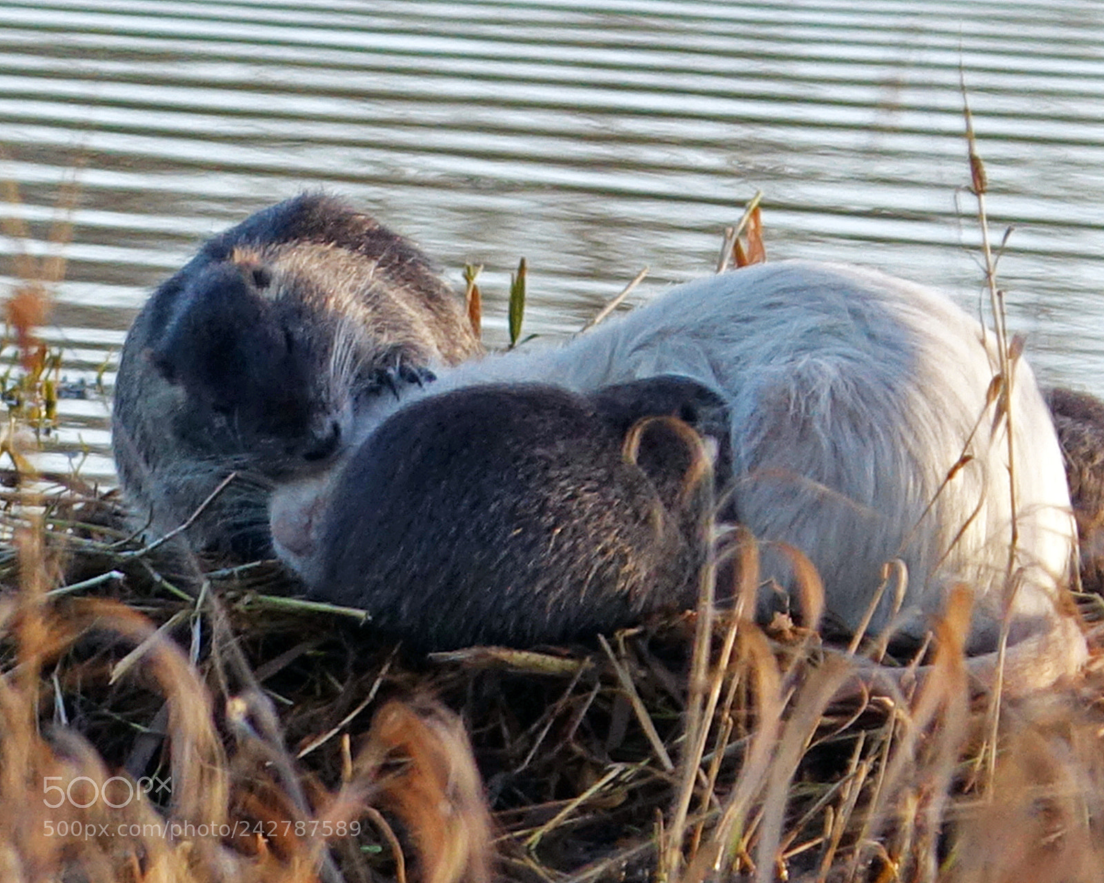 Sony Cyber-shot DSC-RX10 III sample photo. Mama nutria photography