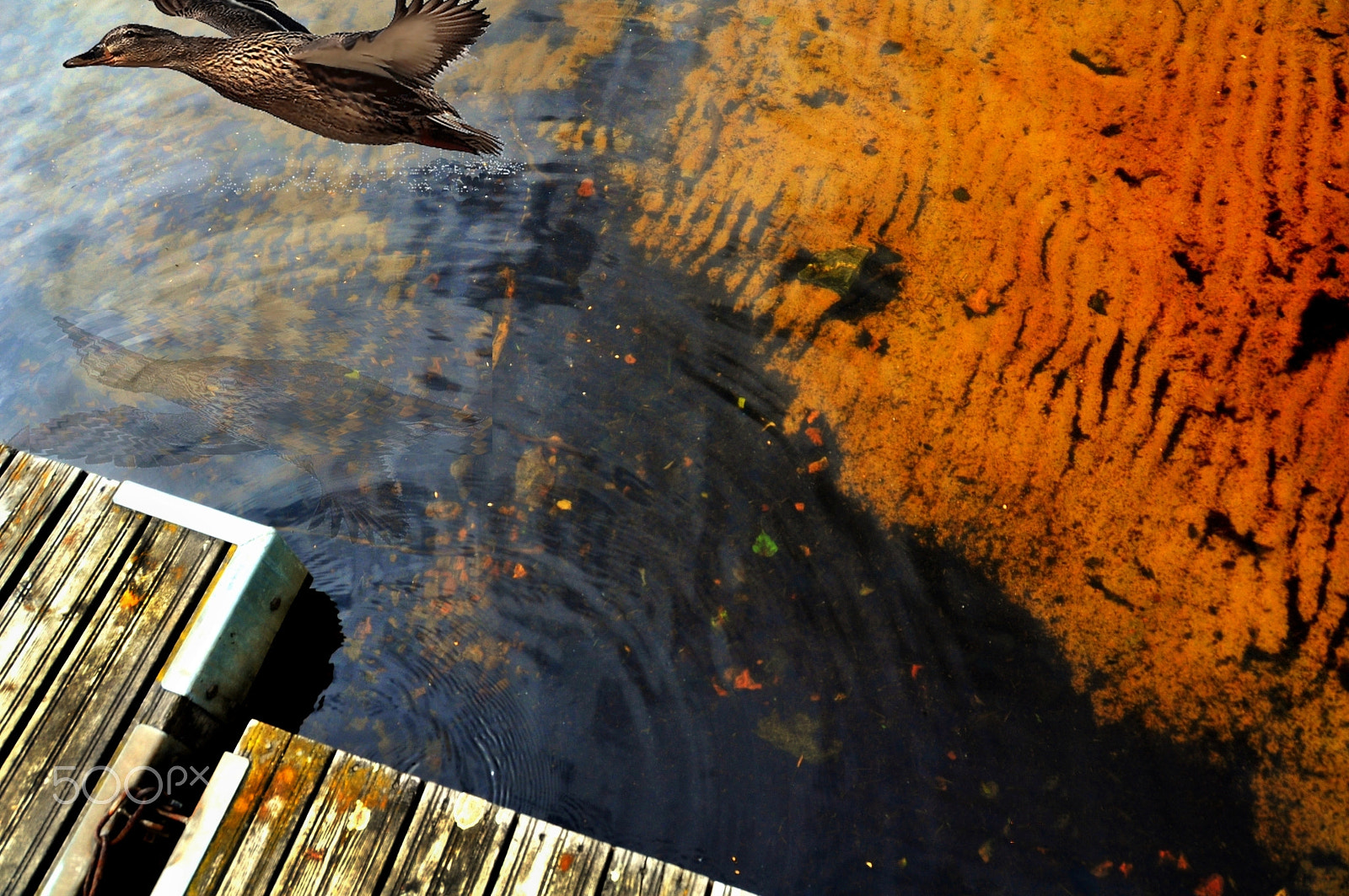 Nikon D5000 sample photo. ...(foto n° 2026) photography