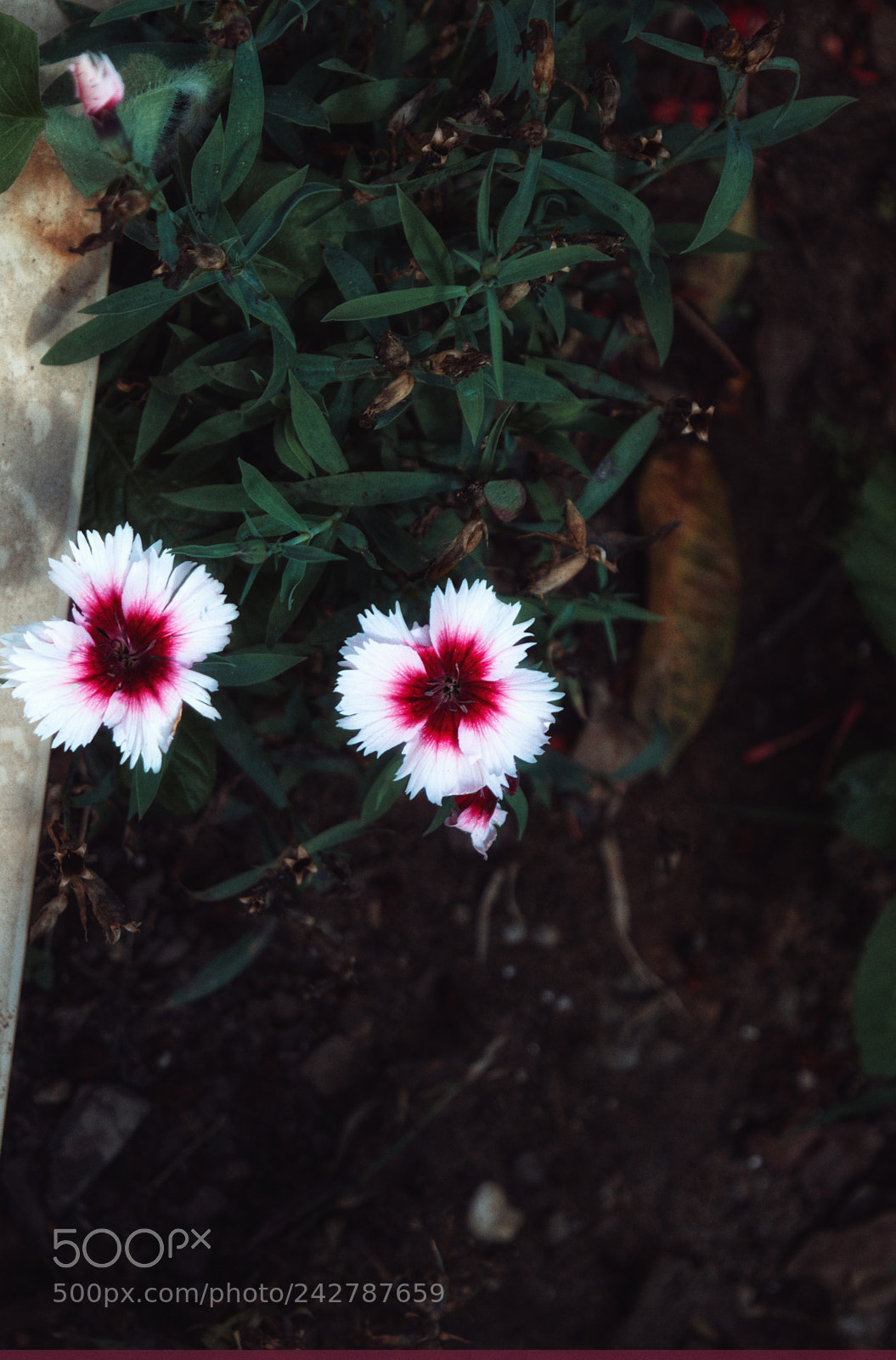 Nikon D3200 sample photo. Untitled photography