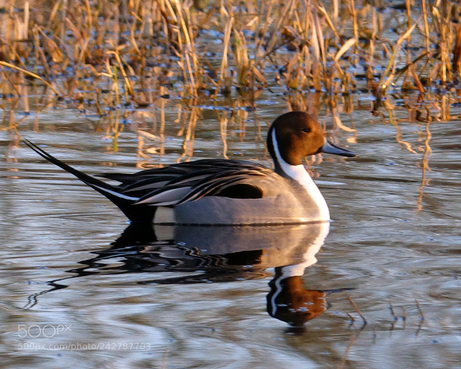 Sony Cyber-shot DSC-RX10 III sample photo. Pintail photography
