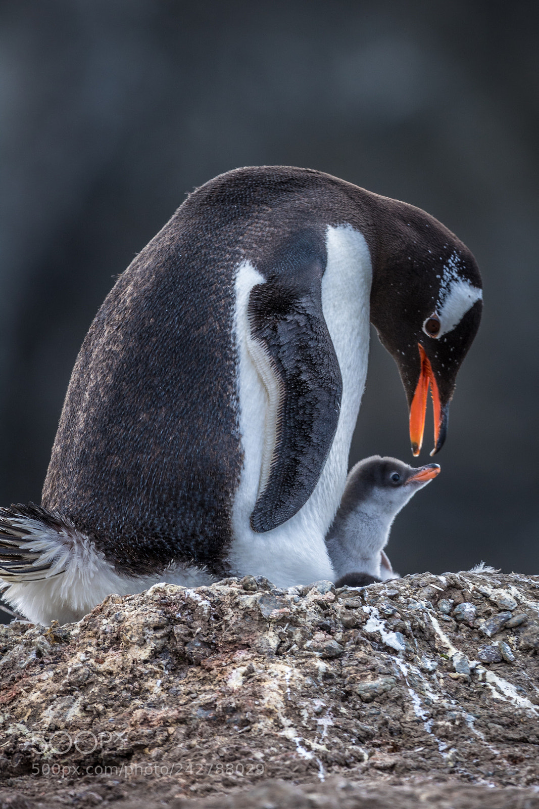 Canon EOS 750D (EOS Rebel T6i / EOS Kiss X8i) sample photo. Gentoo penguin and chick photography