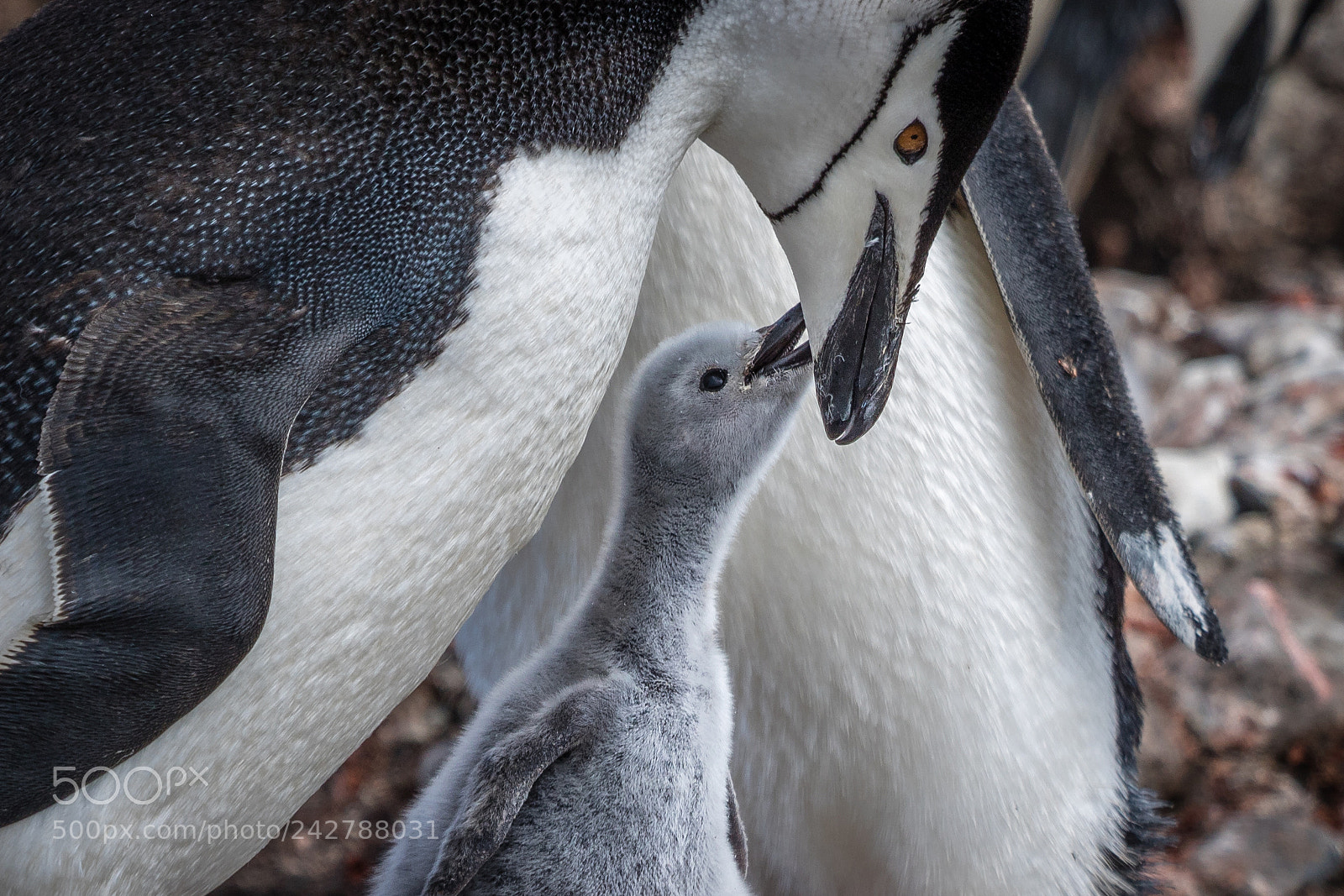 Canon EOS 750D (EOS Rebel T6i / EOS Kiss X8i) sample photo. Chinstrap and chick photography