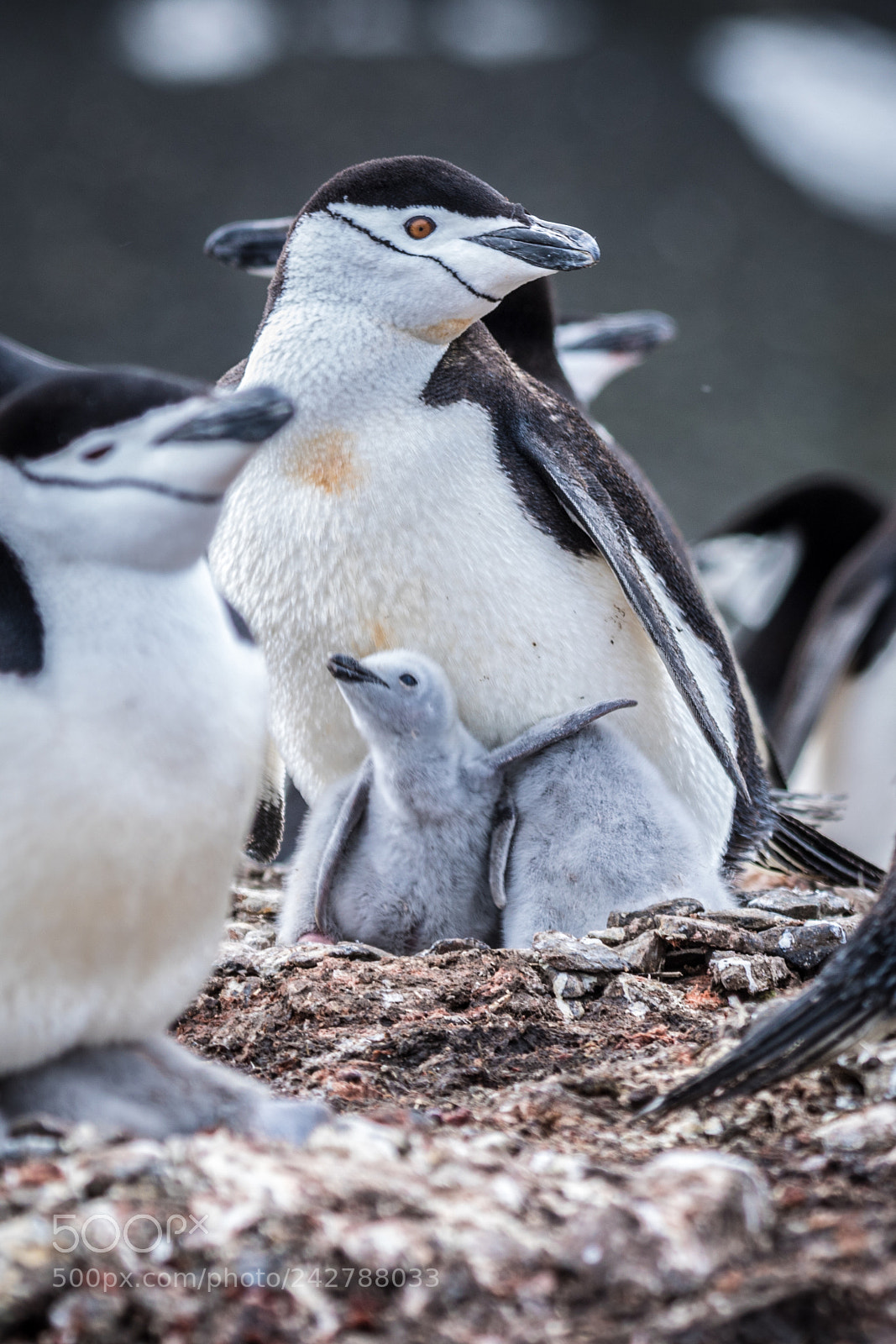 Canon EOS 750D (EOS Rebel T6i / EOS Kiss X8i) sample photo. Chinstraps nesting photography