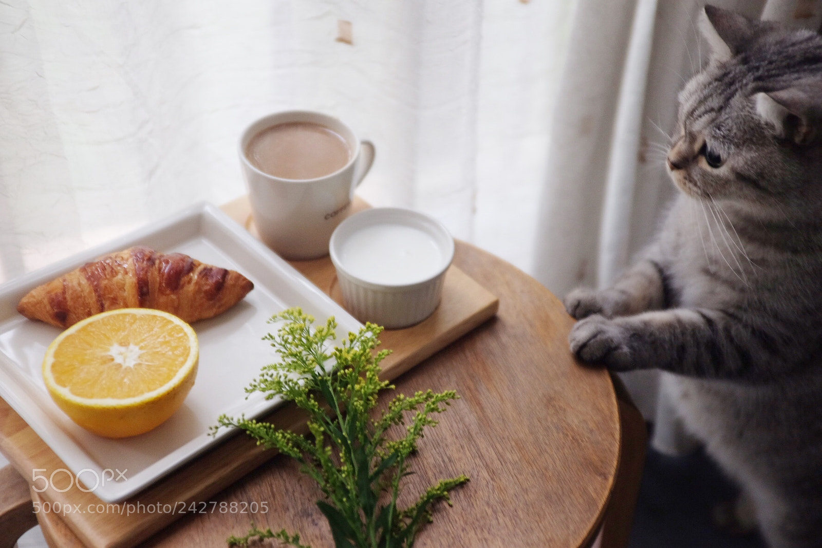 Fujifilm X100T sample photo. 米奇，我的猫咪在准备偷我的早餐。 photography