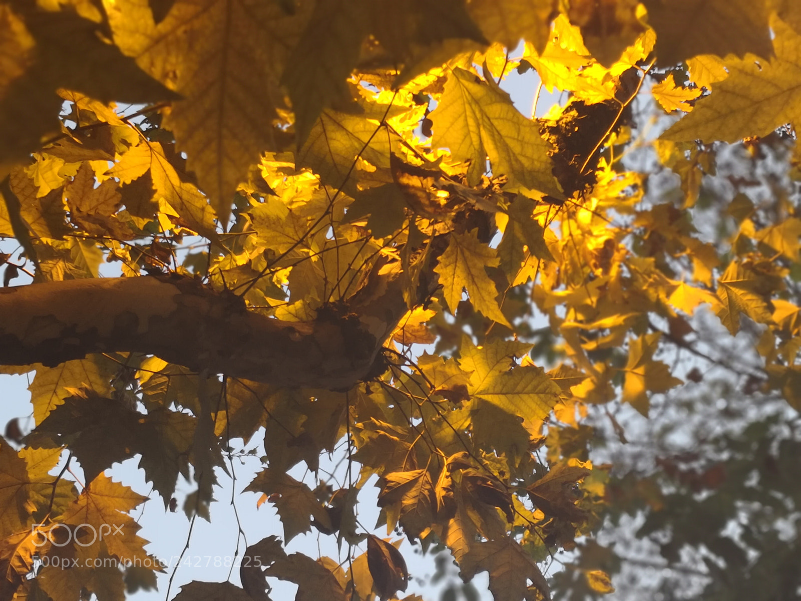 HUAWEI Mate 10 sample photo. Leaves photography