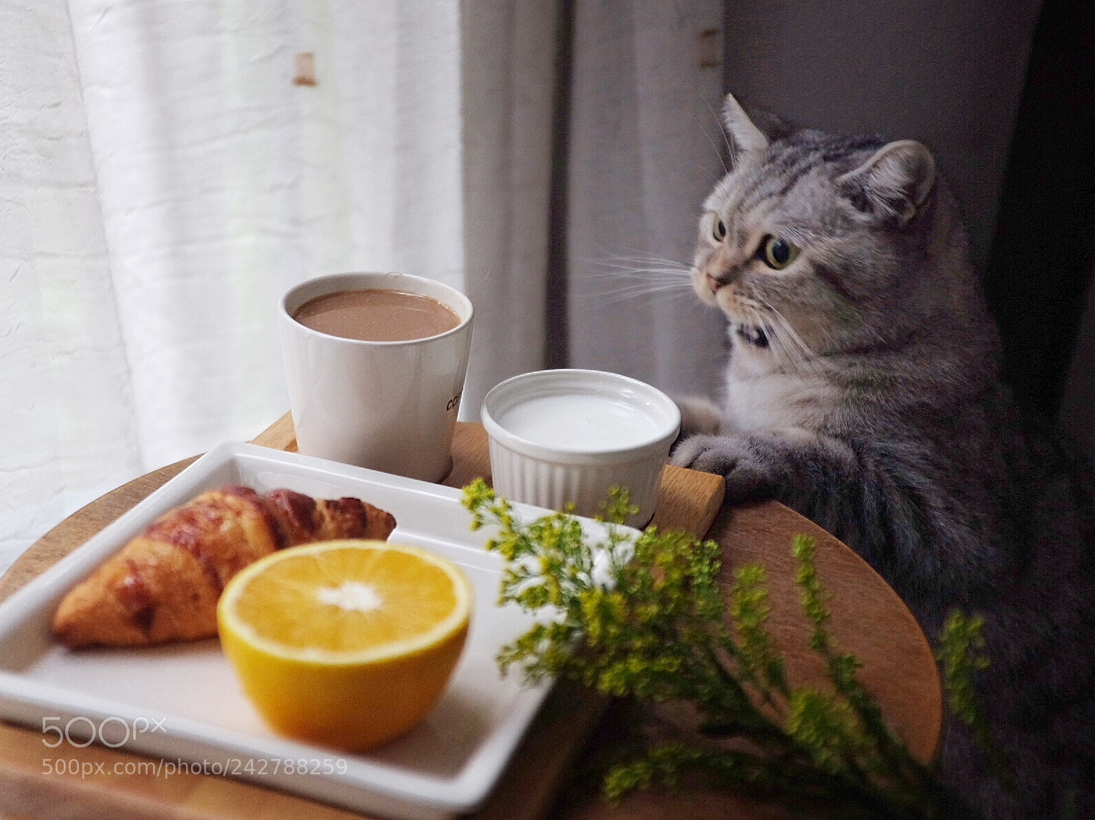 Fujifilm X100T sample photo. Mitch, my cat is photography