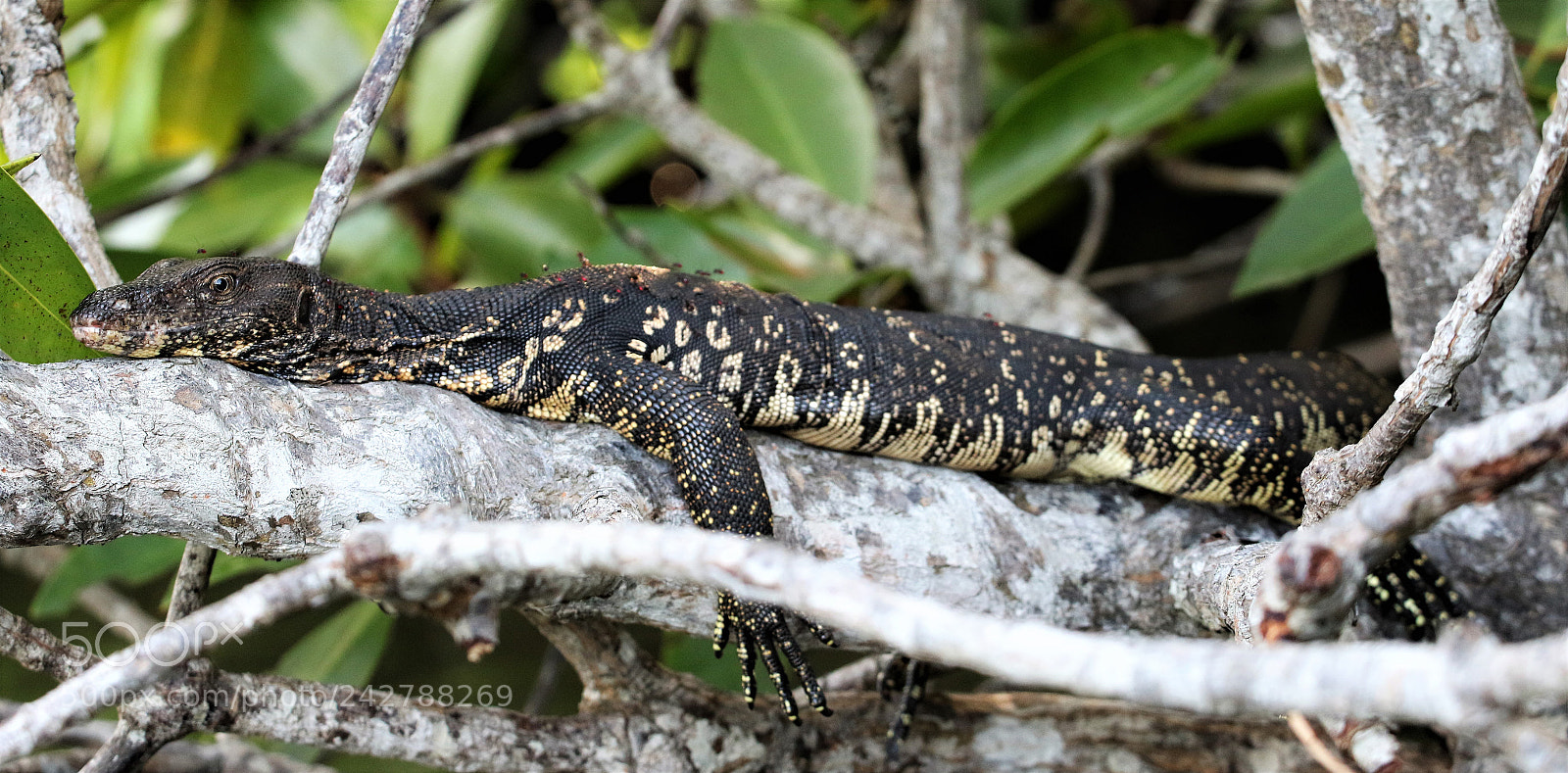 Canon EOS 7D Mark II sample photo. Monitor lizard photography