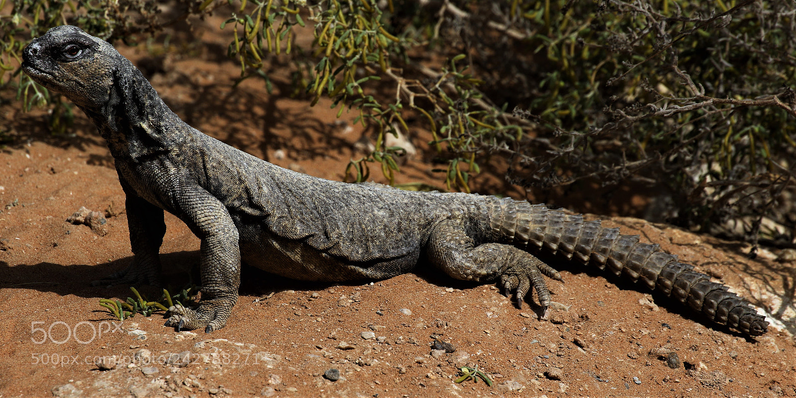 Canon EOS 7D Mark II sample photo. Spinny-tailed lizard photography