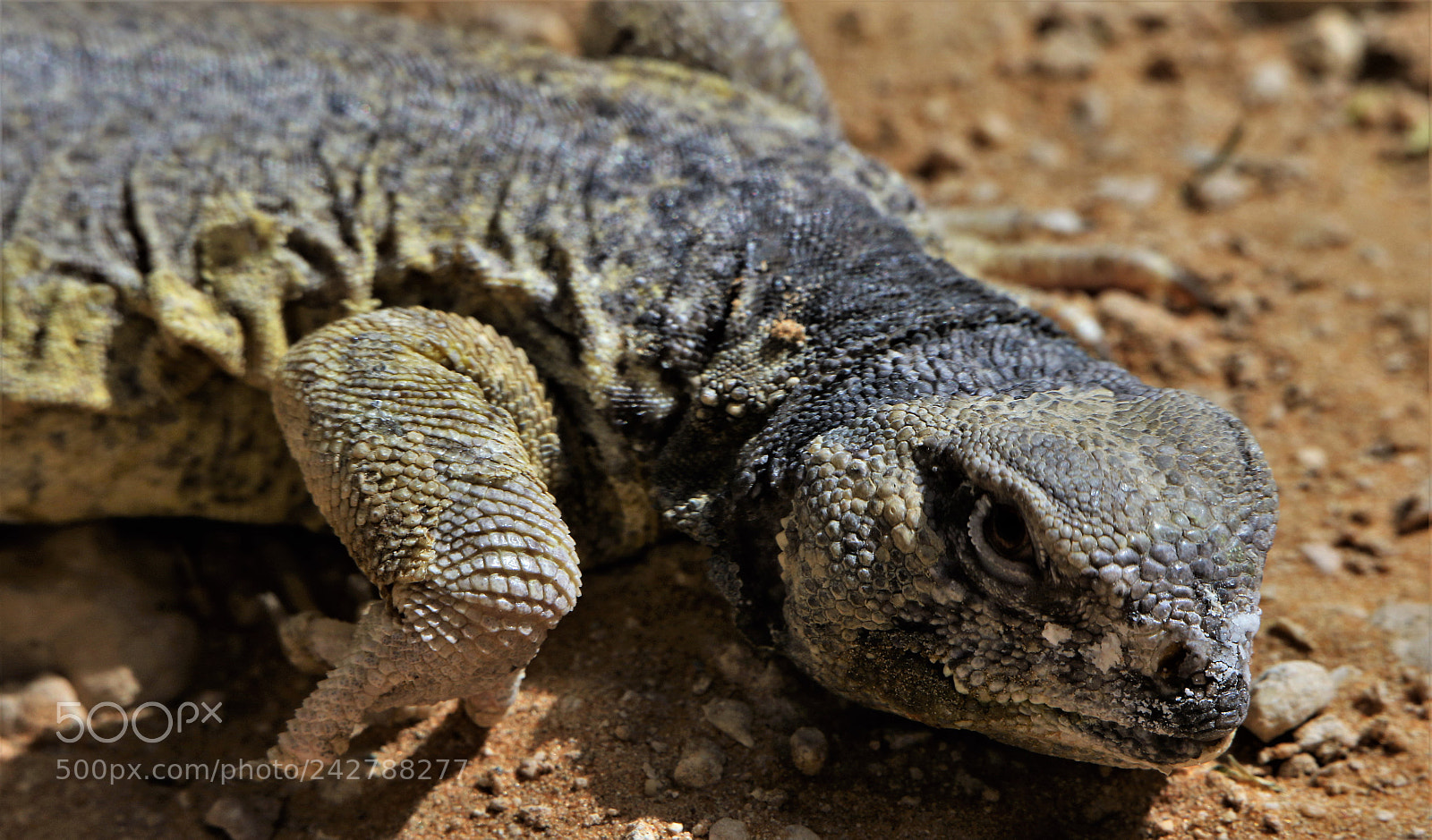 Canon EOS 7D Mark II sample photo. Spinny-tailed lizard photography