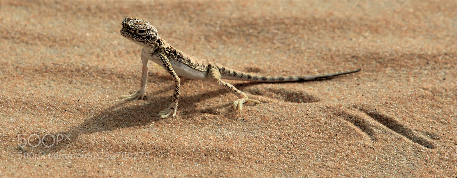 Canon EOS 550D (EOS Rebel T2i / EOS Kiss X4) sample photo. Arabian toad-headed agama photography
