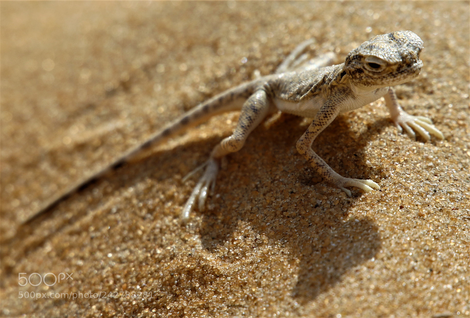 Canon EOS 7D Mark II sample photo. Arabian toad-headed agama photography