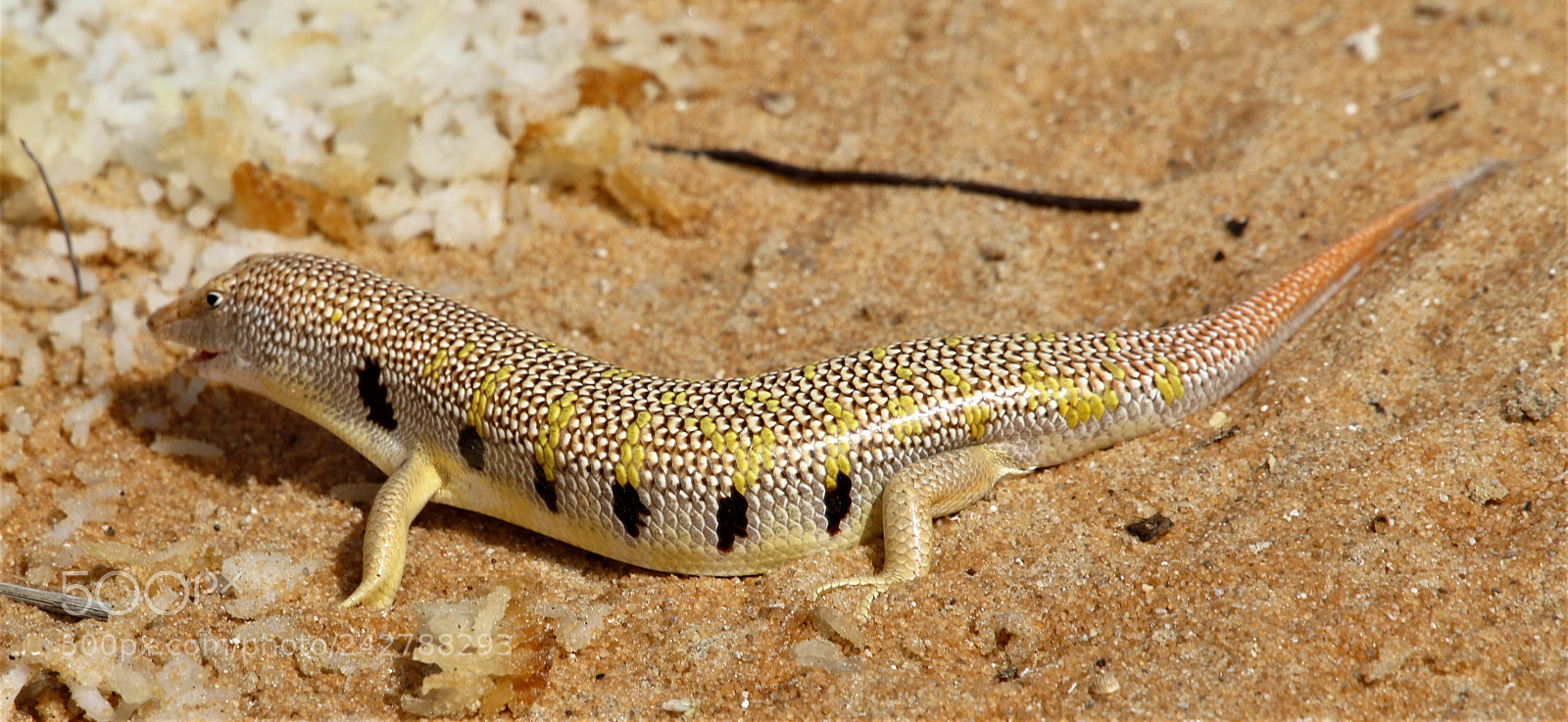 Canon EOS 7D Mark II sample photo. Sand skink photography