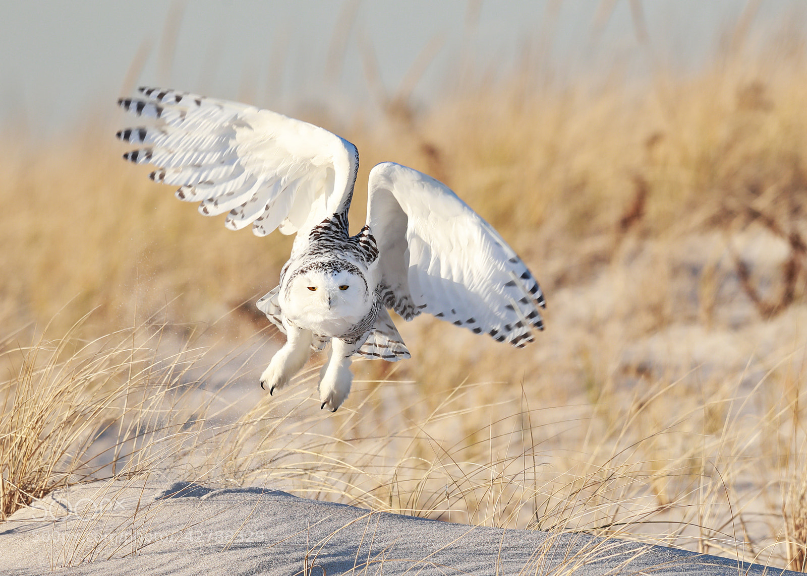 Canon EOS-1D X Mark II sample photo. Snowy owl photography