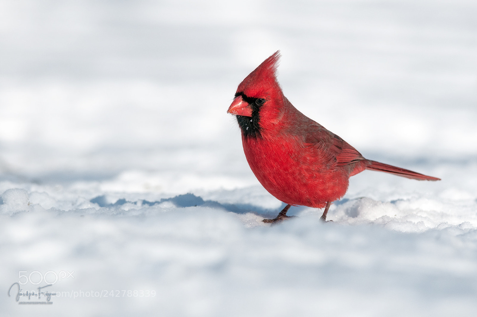 Nikon D300 sample photo. Northern cardinal photography