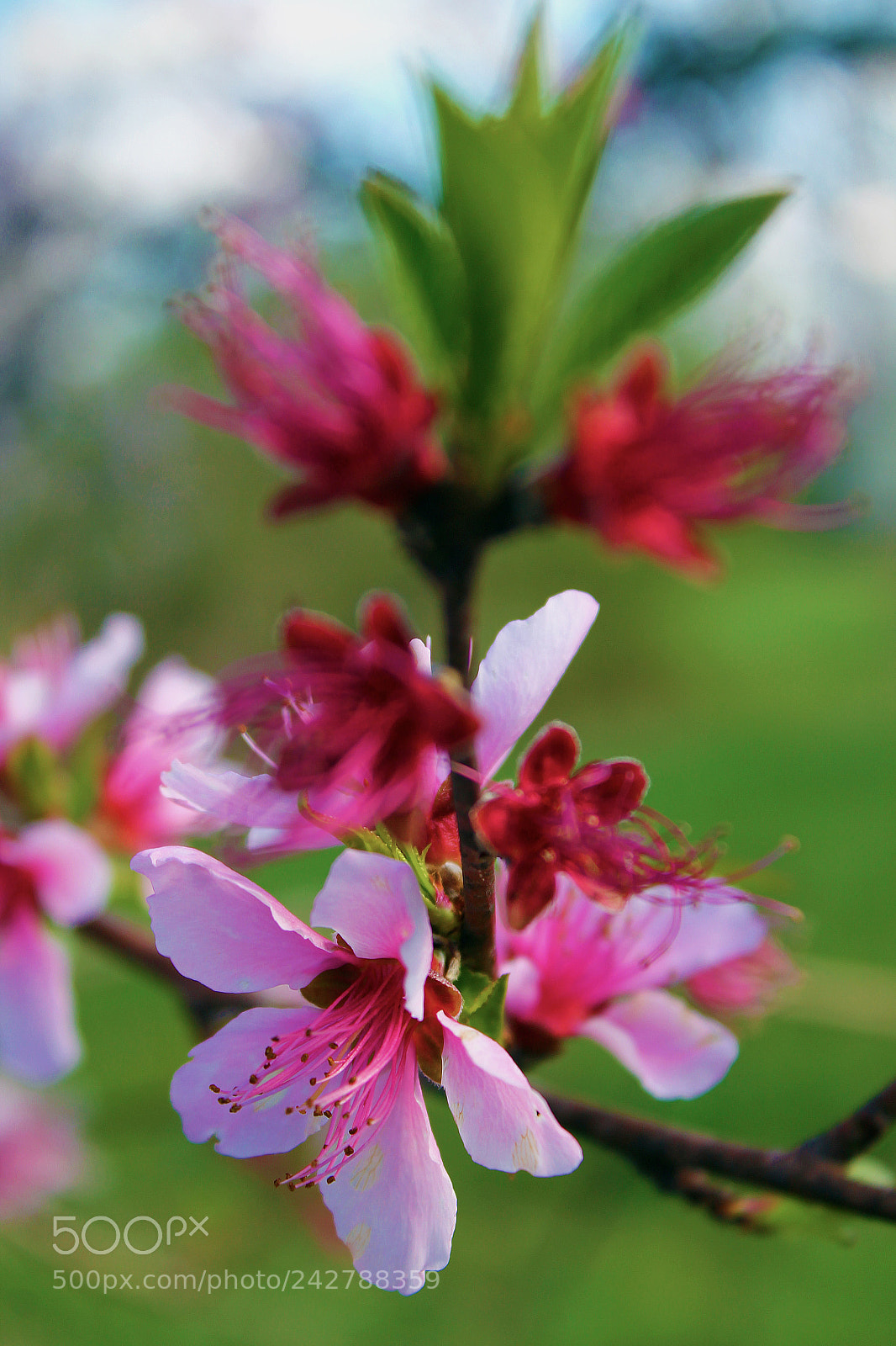 Canon EOS 1100D (EOS Rebel T3 / EOS Kiss X50) sample photo. Peach blossom photography